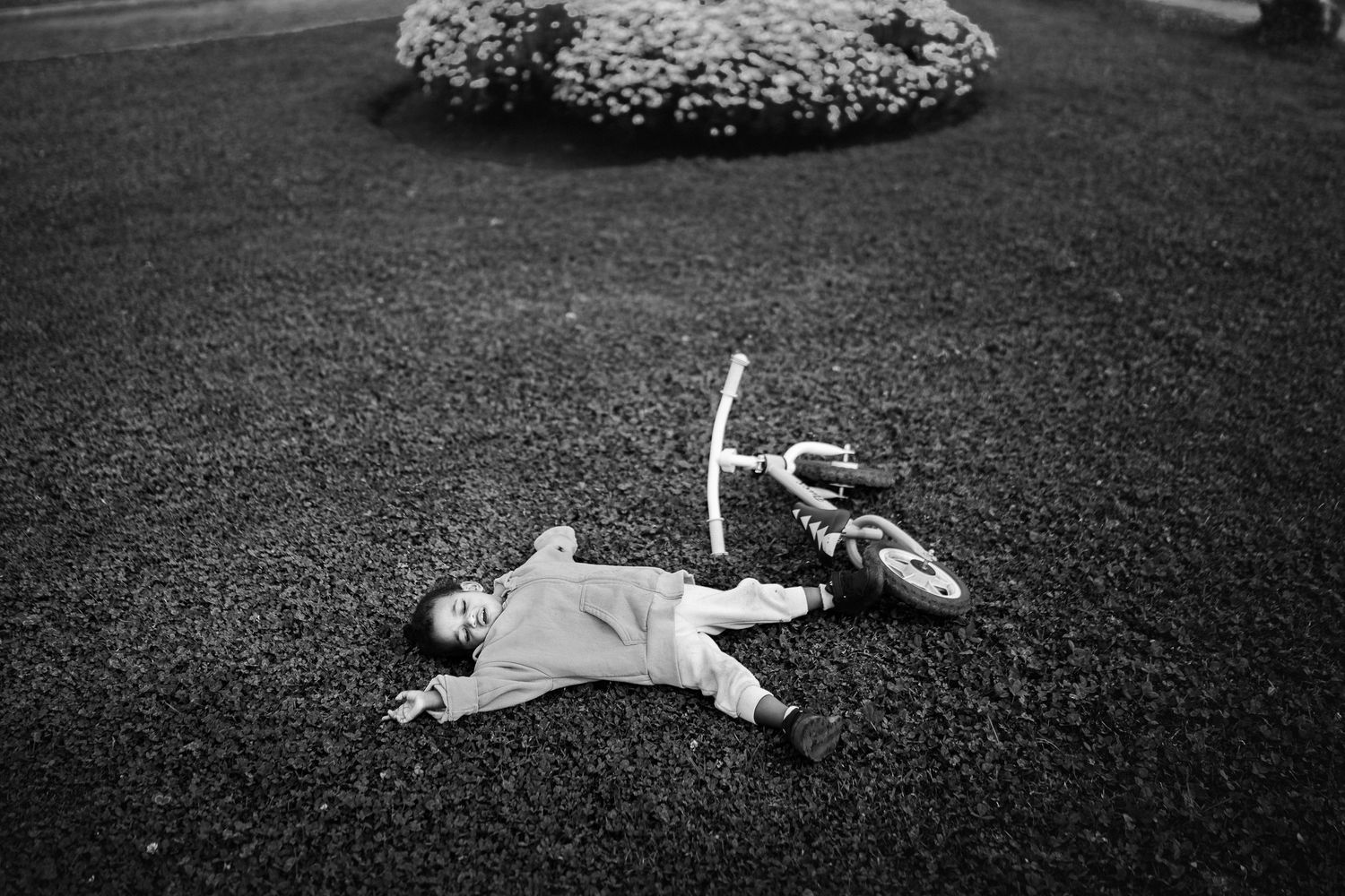 Black and white photo of a child lying on pavement next to a fallen bicycle near a flower bush.