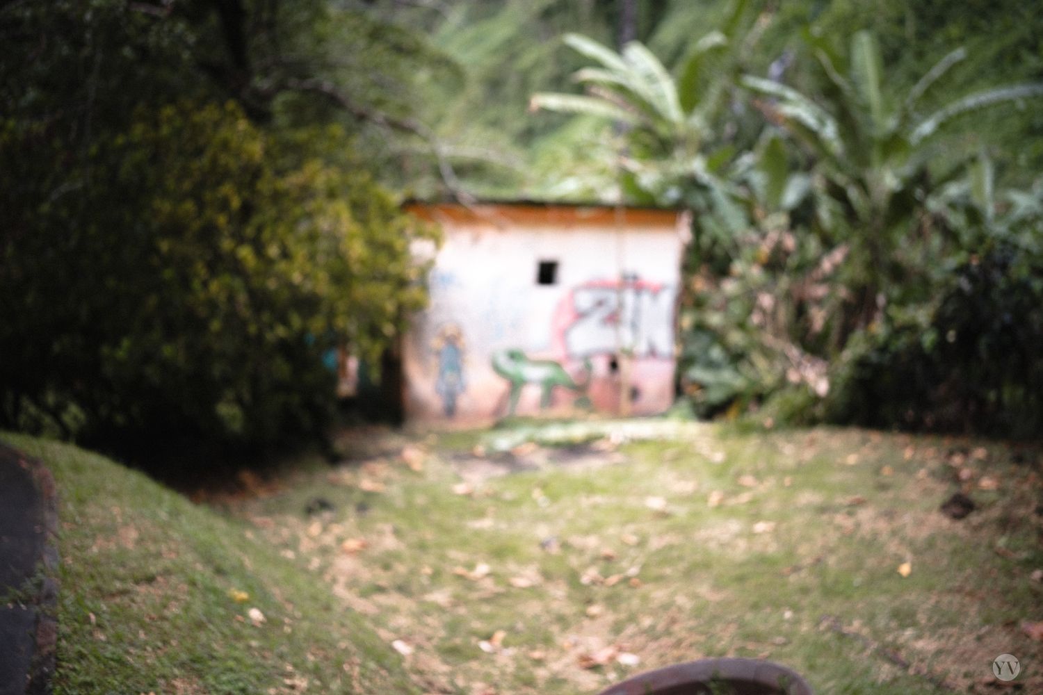 Abandoned graffiti-covered building surrounded by lush tropical vegetation in a overgrown outdoor setting.