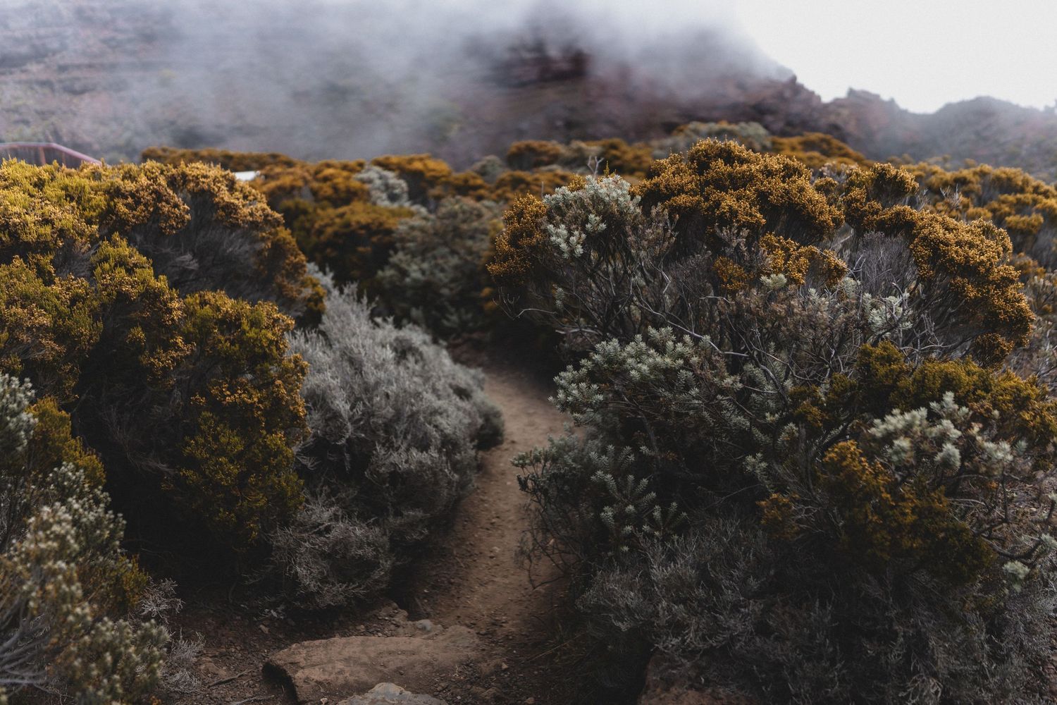 A narrow dirt trail winds through dense yellow and grey shrubs into misty fog-covered mountains.