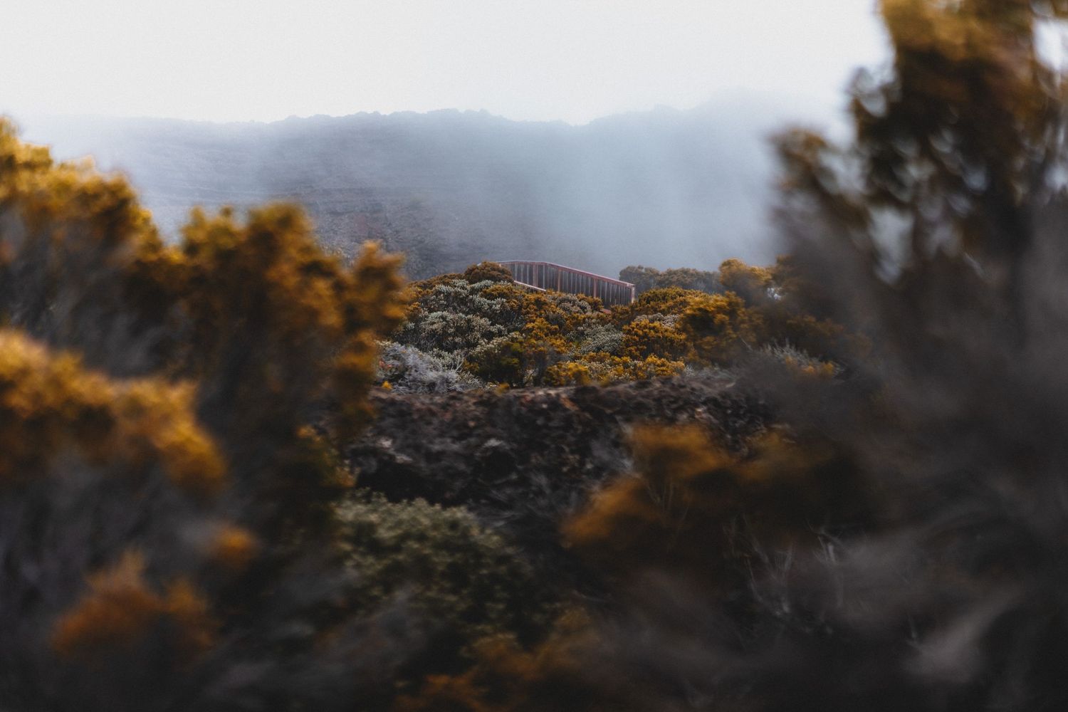 Misty mountain landscape with lush yellow and green trees in soft focus, bathed in warm golden light.