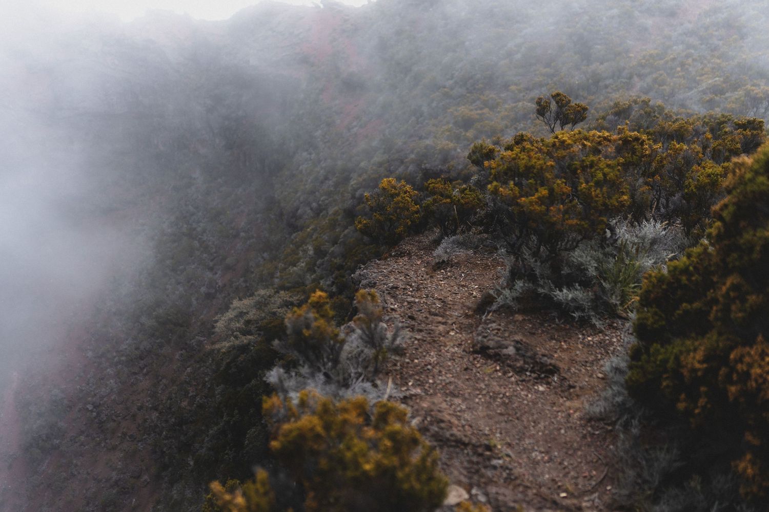 Misty mountain landscape with yellow-green shrubs and trees shrouded in fog on a rocky hillside.