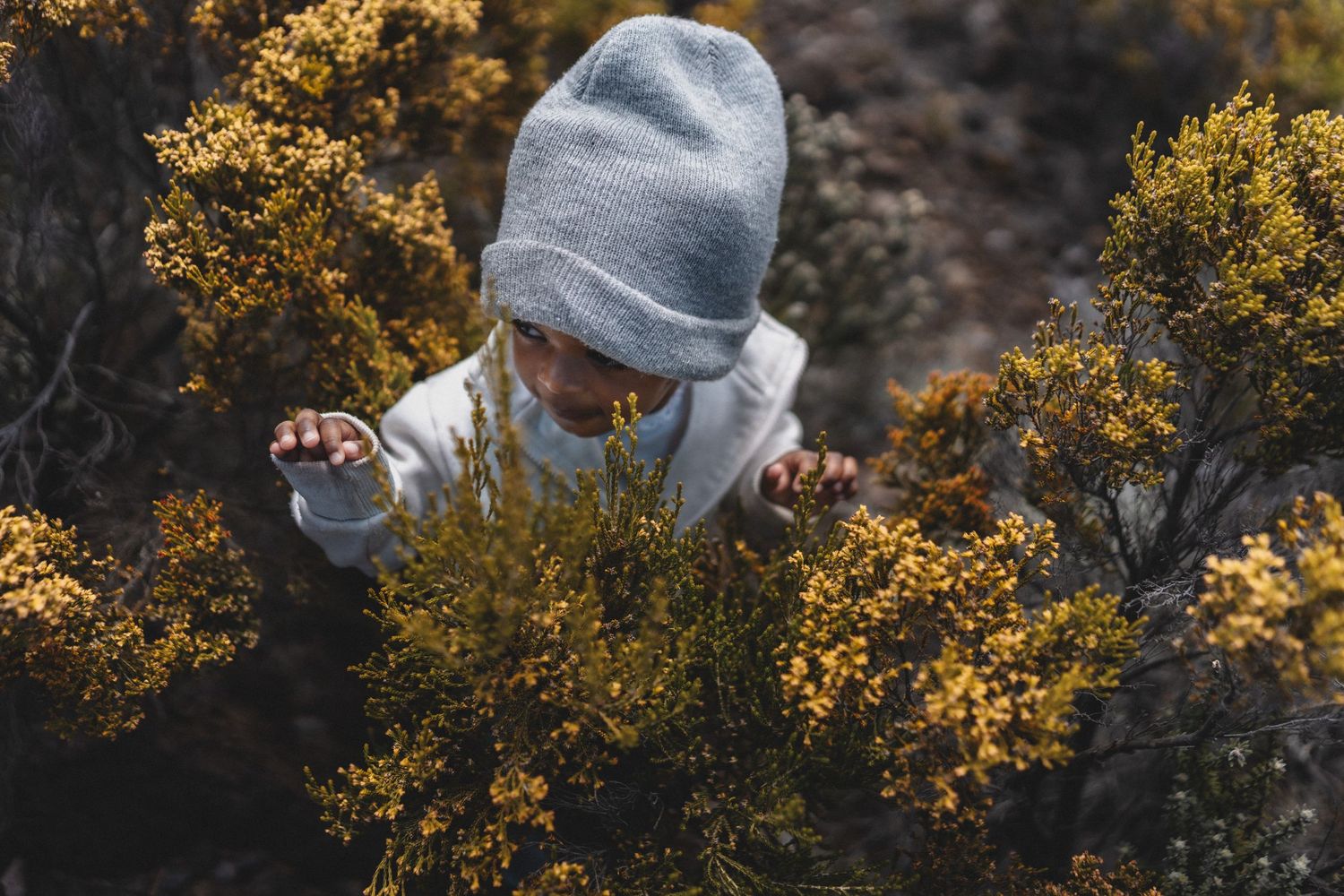 Child in gray beanie and hoodie exploring yellow flowering bushes from above in a nature setting.