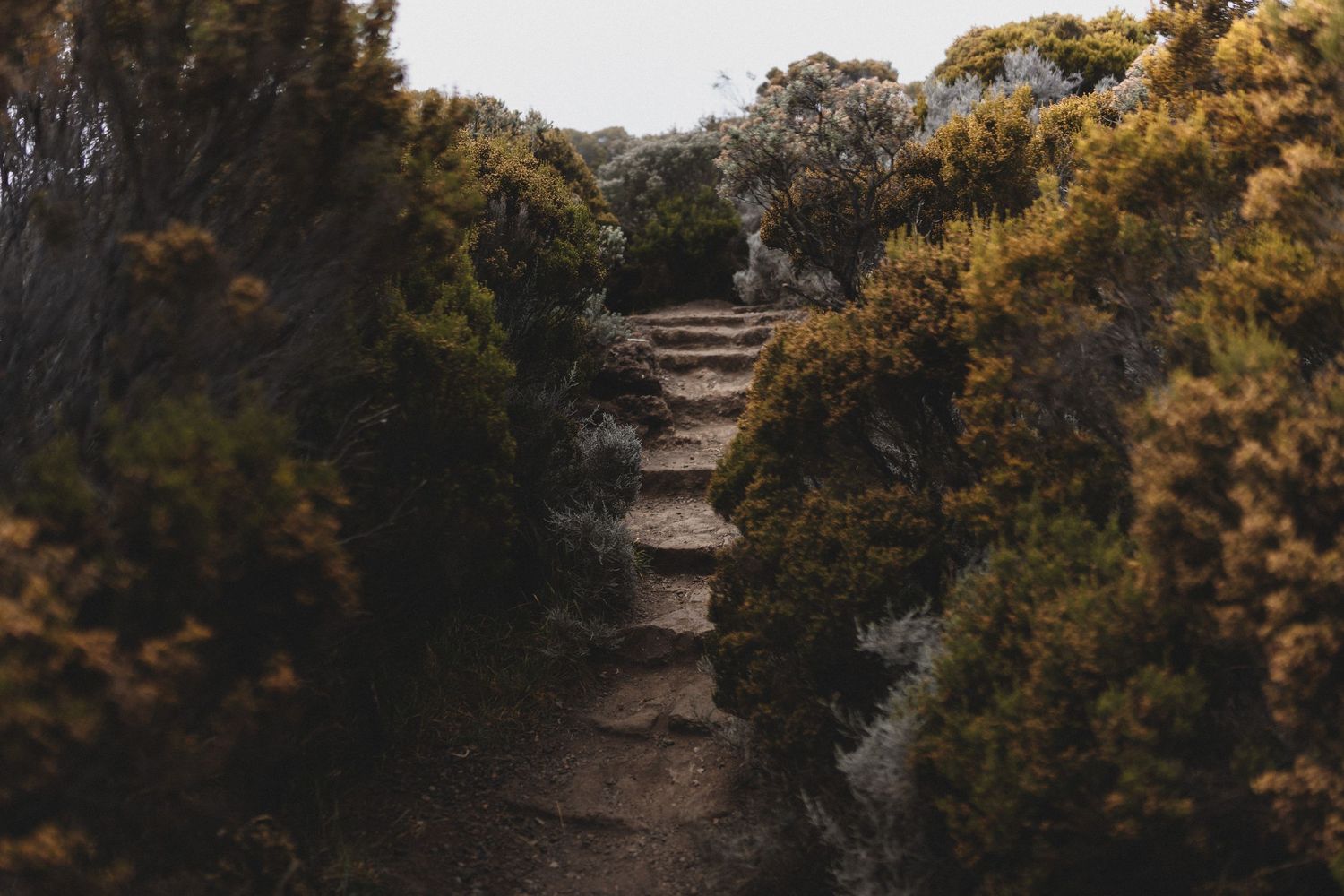 A narrow stone path leads through dense shrubs and trees up rustic steps into a lush wilderness landscape.