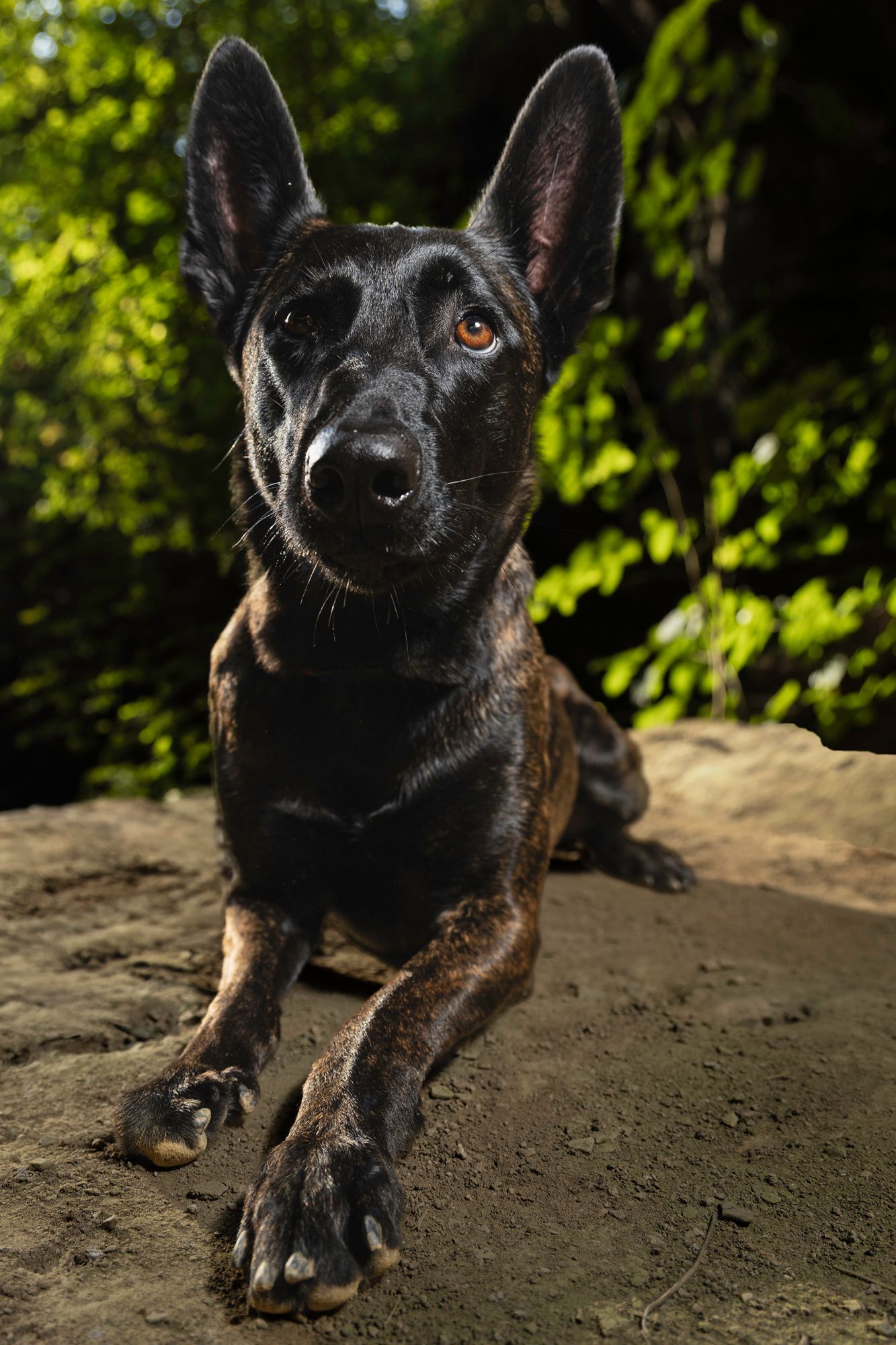 malinois photography, dutch shepherd photography, working dog photography, red river gorge dog photography