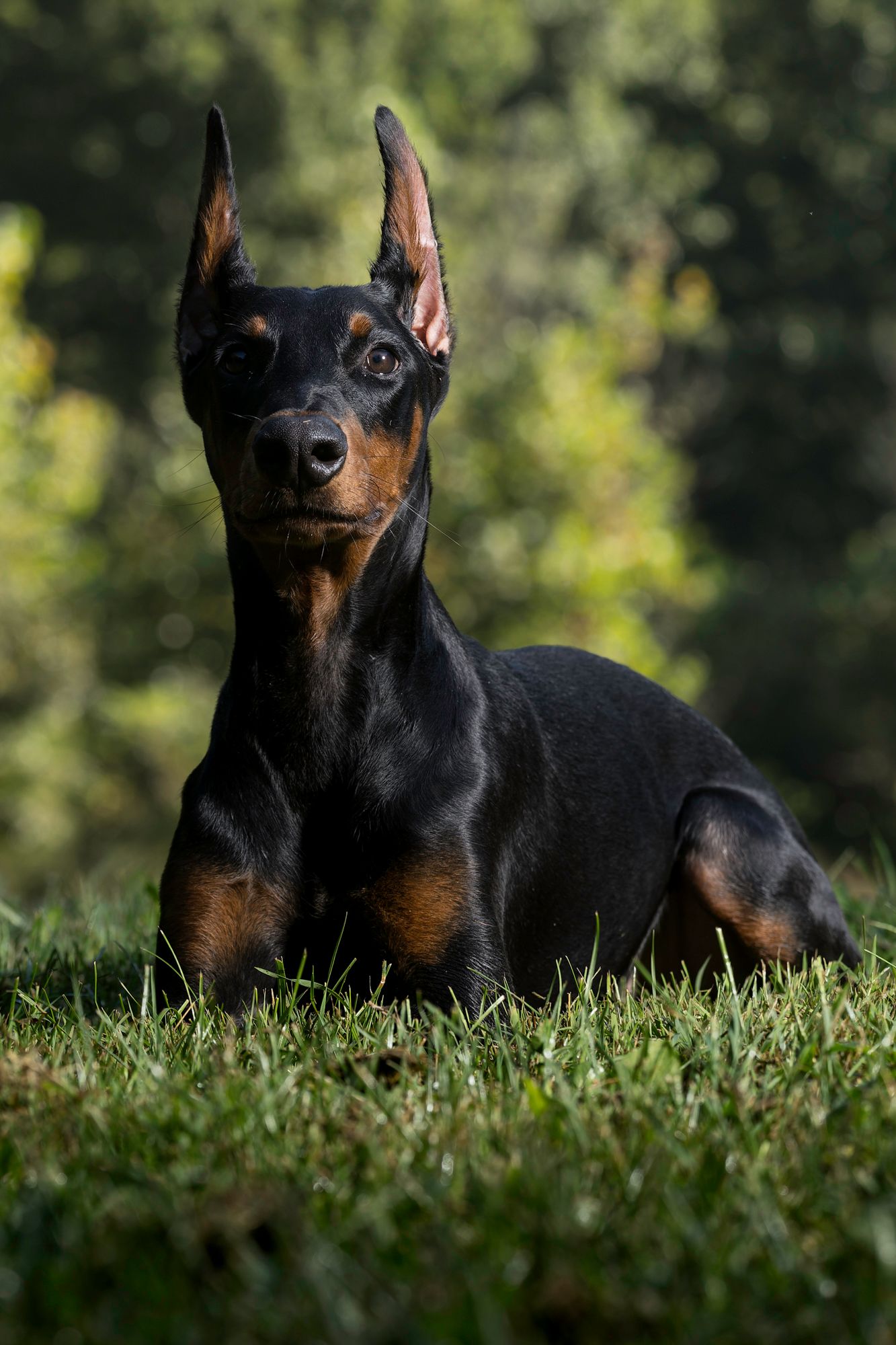 doberman photography, working dog photography, red river gorge dog photography