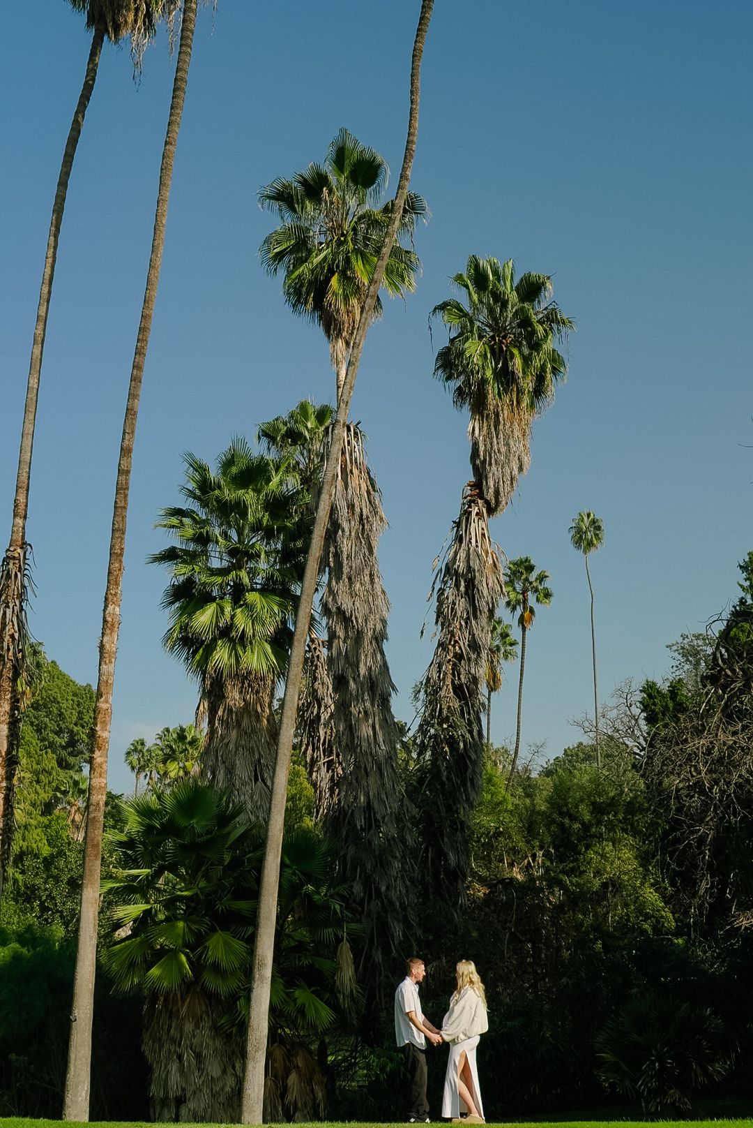 Couple holding hands under tall palm trees on a sunny day in a lush green park with a clear blue sky.