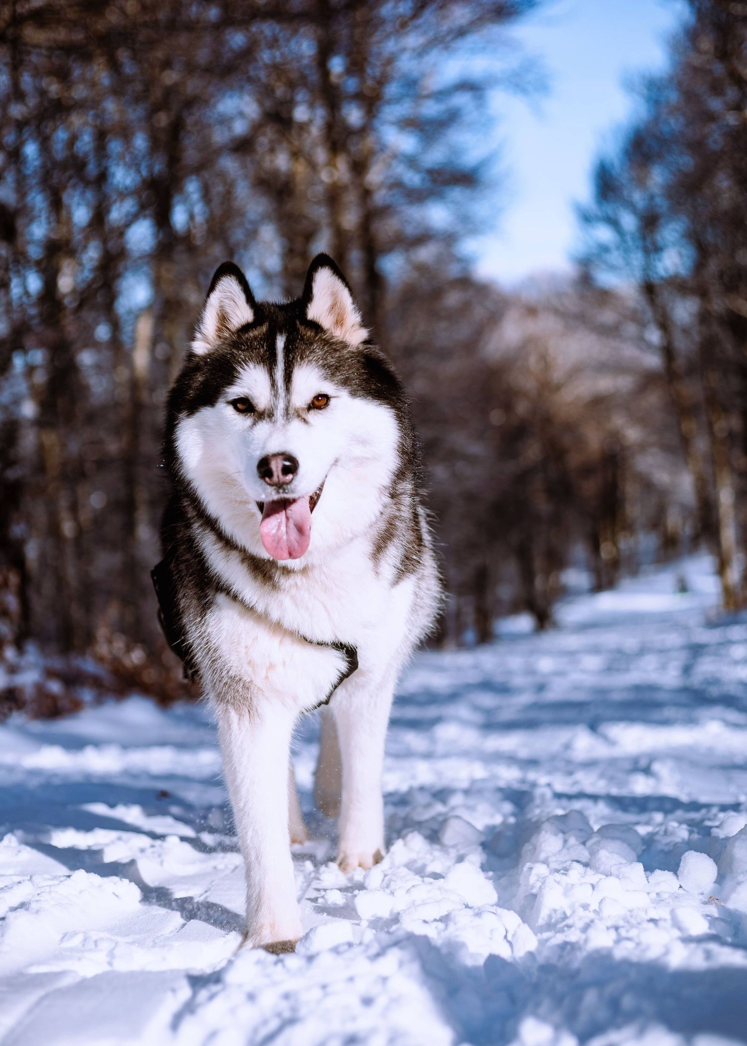 Husky en action à la montagne en balade
