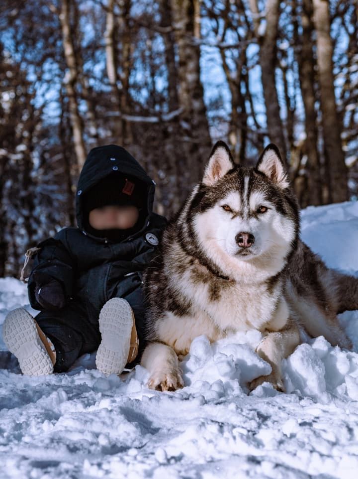 Complicité entre un enfant et un husky en haute montagne, style lumineux.