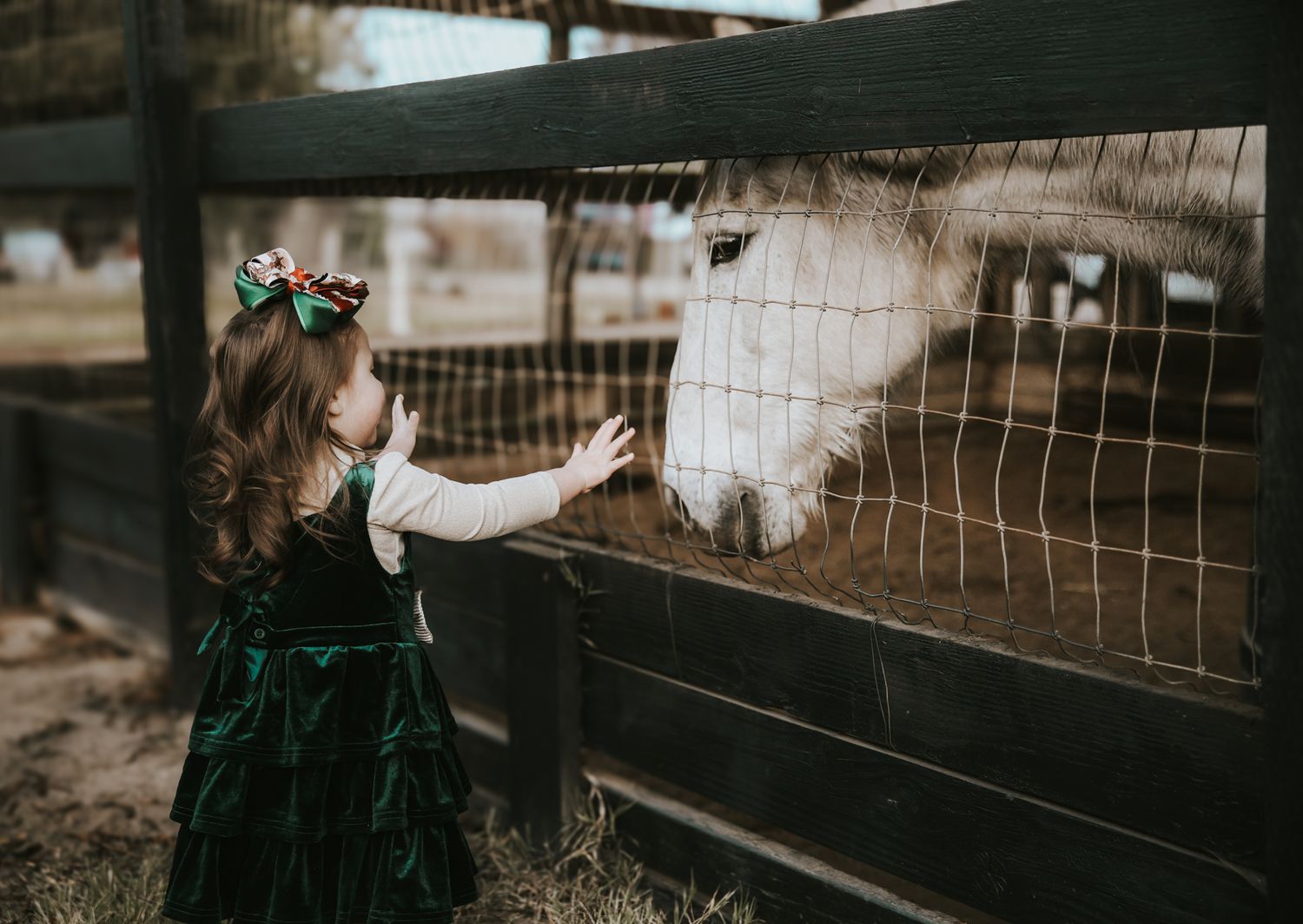 Person in emerald velvet dress interacts with white horse through wooden fence at golden hour.