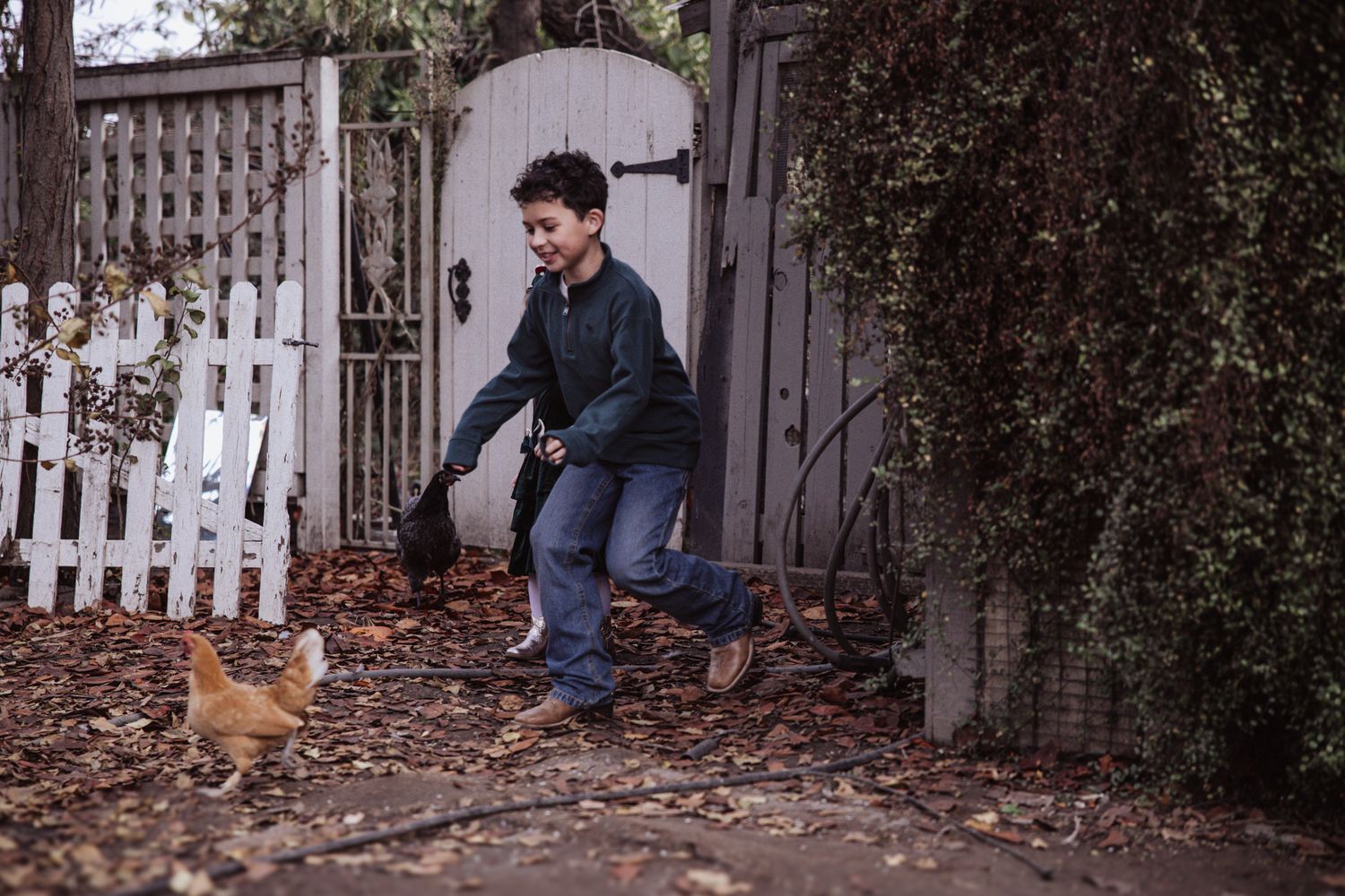 Cat hesitantly approaches person's extended hand in backyard with white picket fence and autumn leaves.