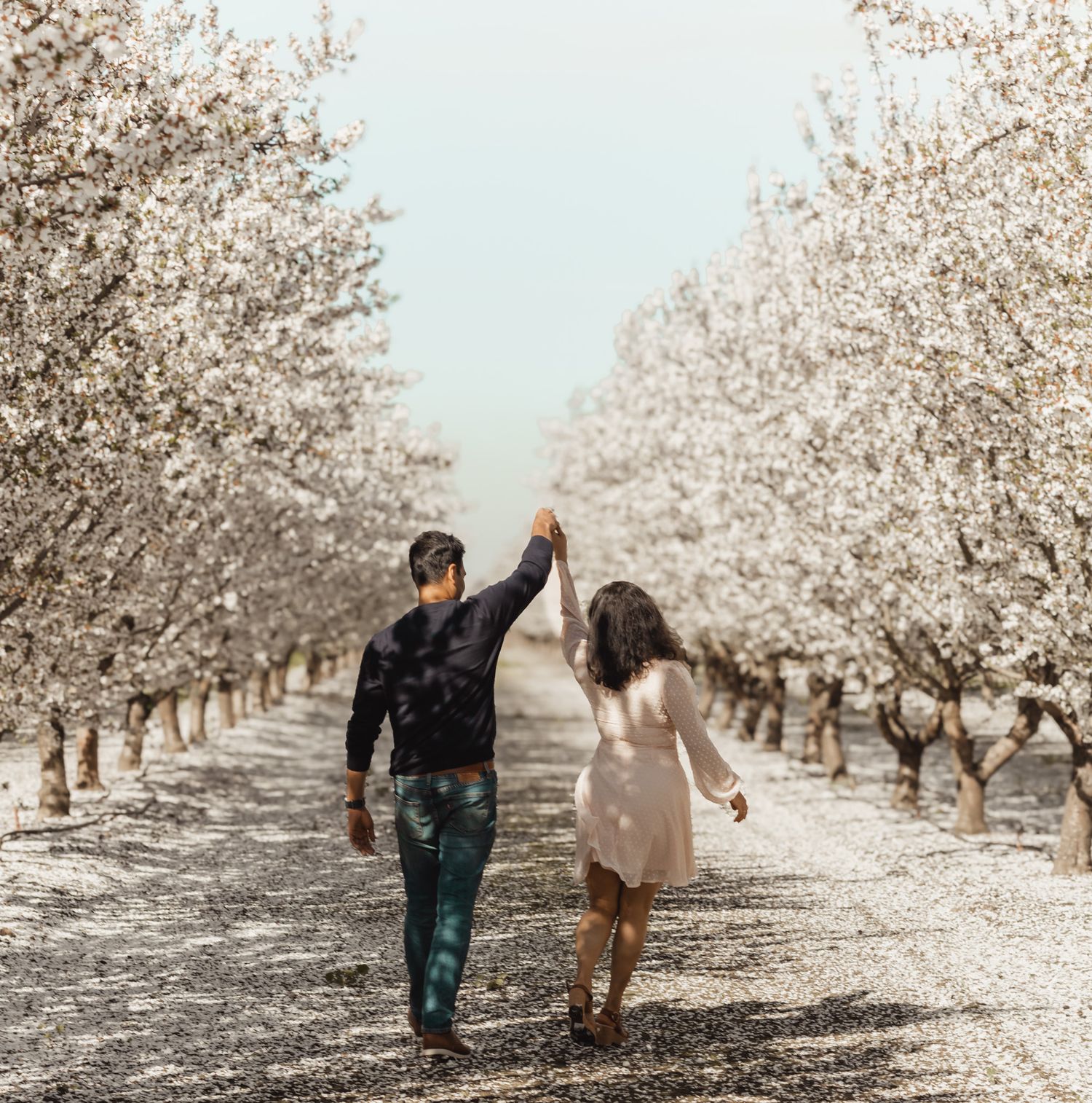 A couple strolls hand in hand through a blooming almond orchard with white blossoms on a sunny spring day.