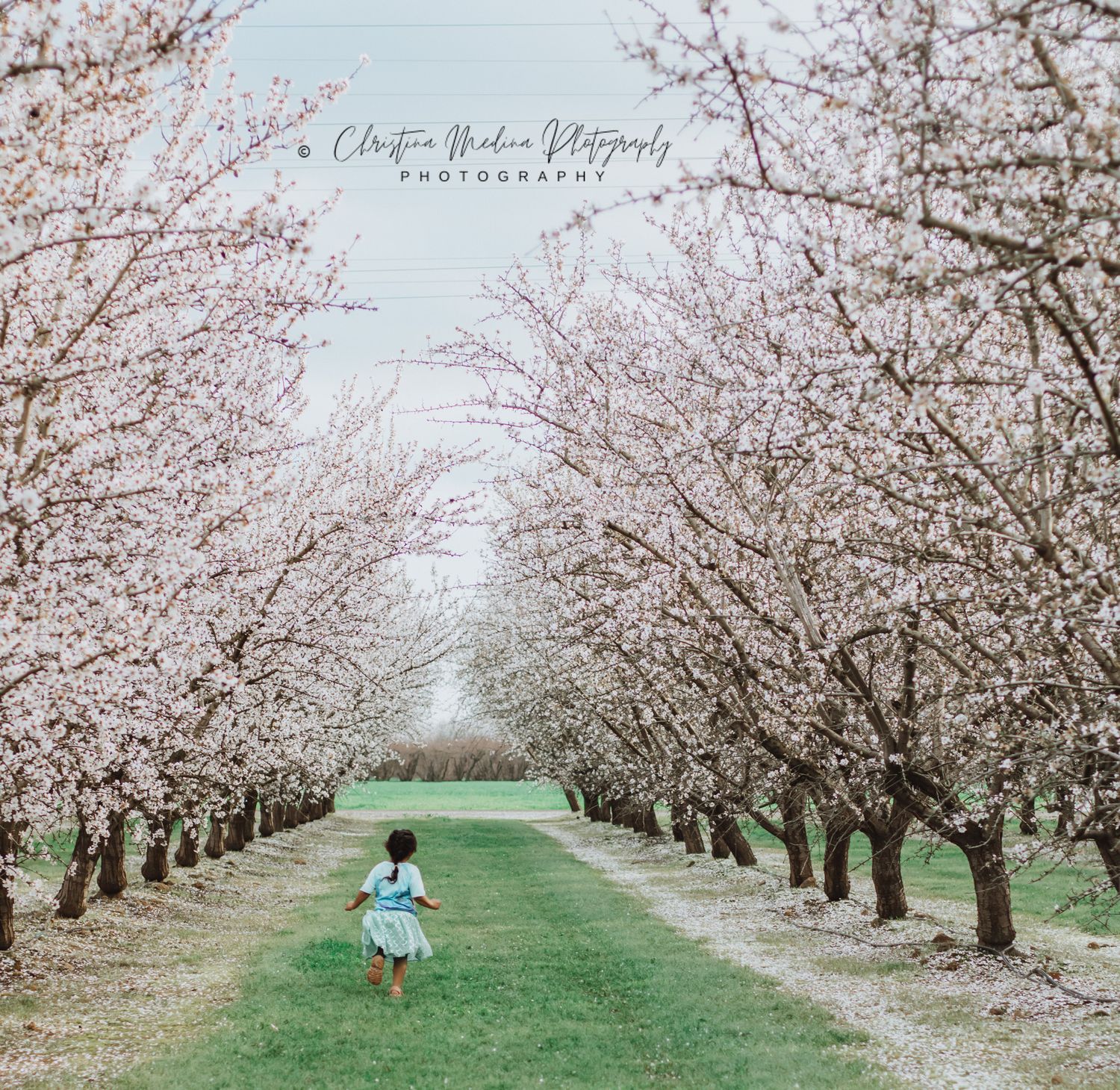 Cherry blossom trees line a grassy path in springtime creating a romantic tunnel of pink blooms.