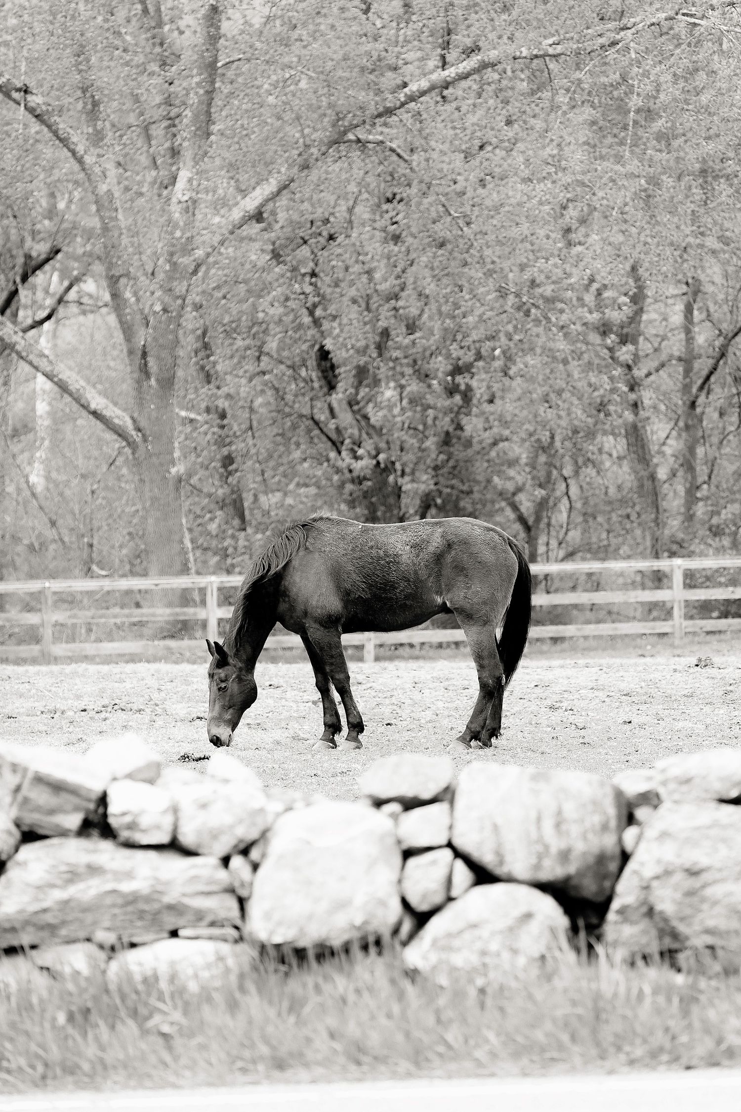 Black and white photo of a horse grazing in a fenced pasture with rocky wall and bare trees in background.