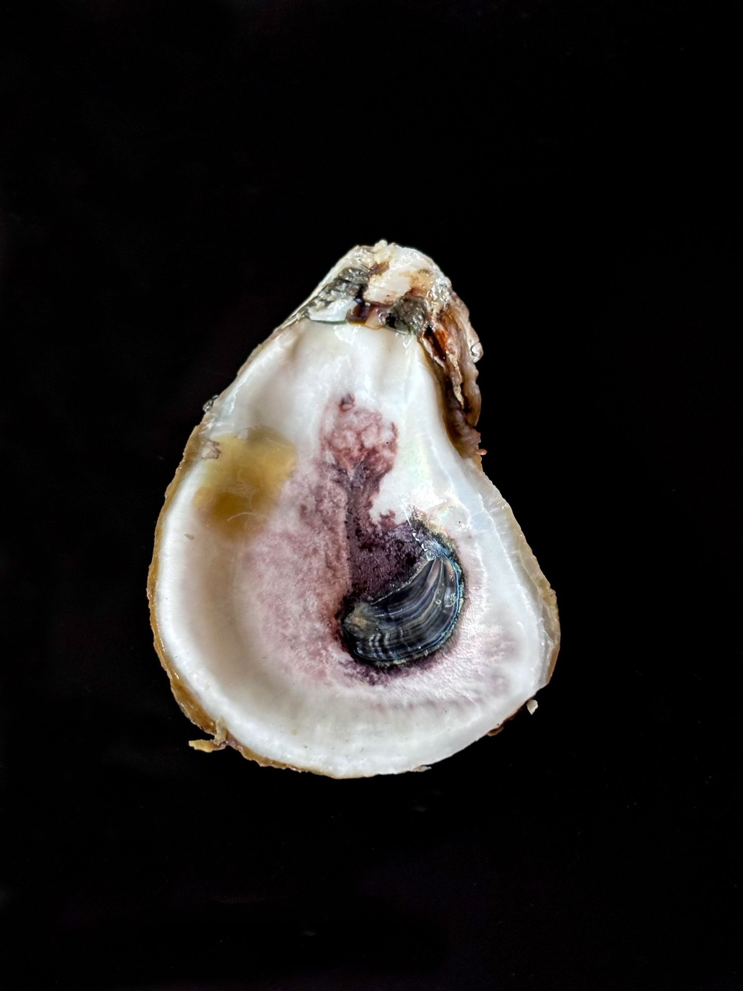 Close-up of an open oyster shell revealing a small snail inside, with purple and white iridescent interior on black background.