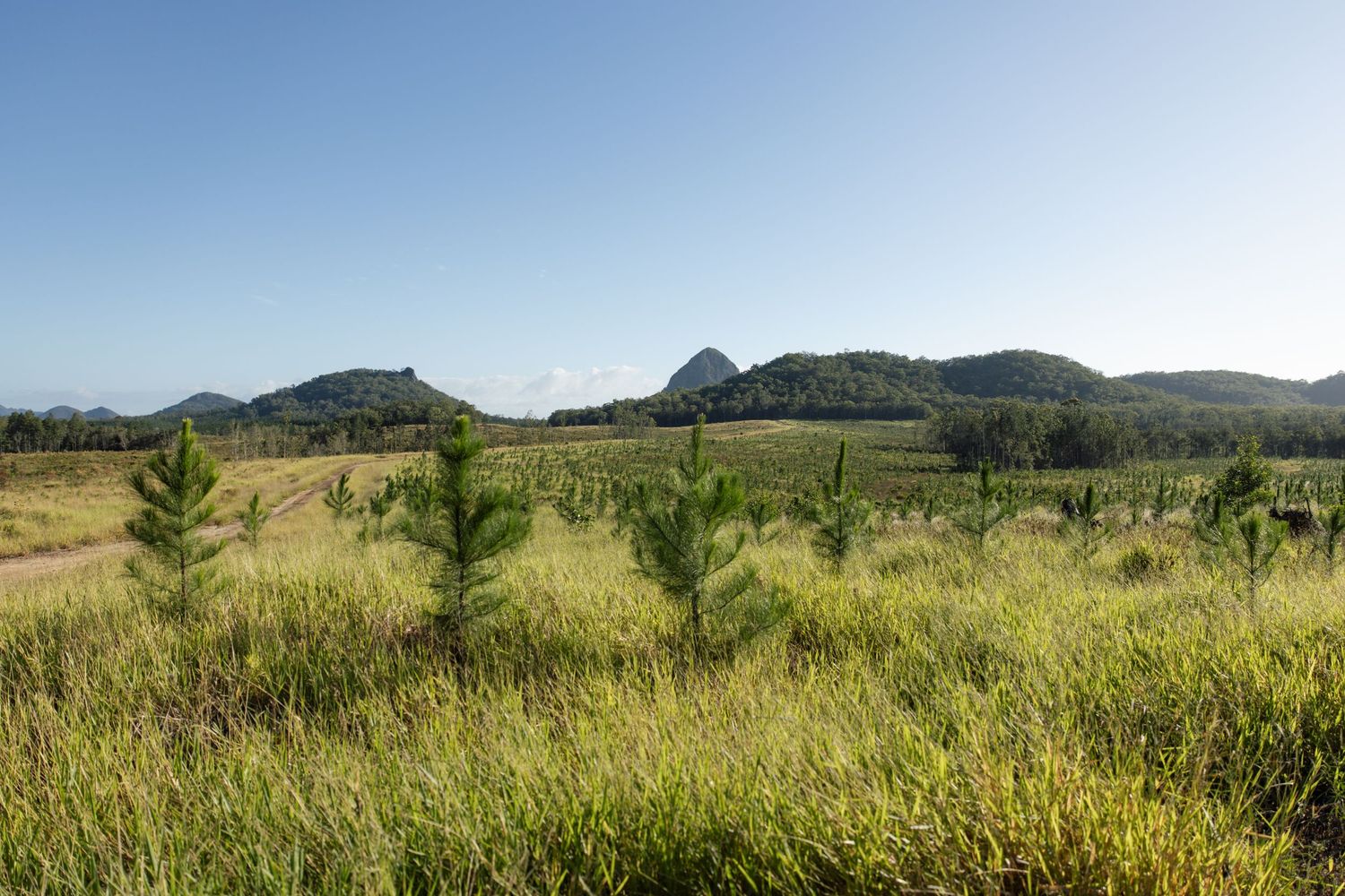 Rolling hills and mountains rise above a grassy meadow with young pine trees in the foreground.