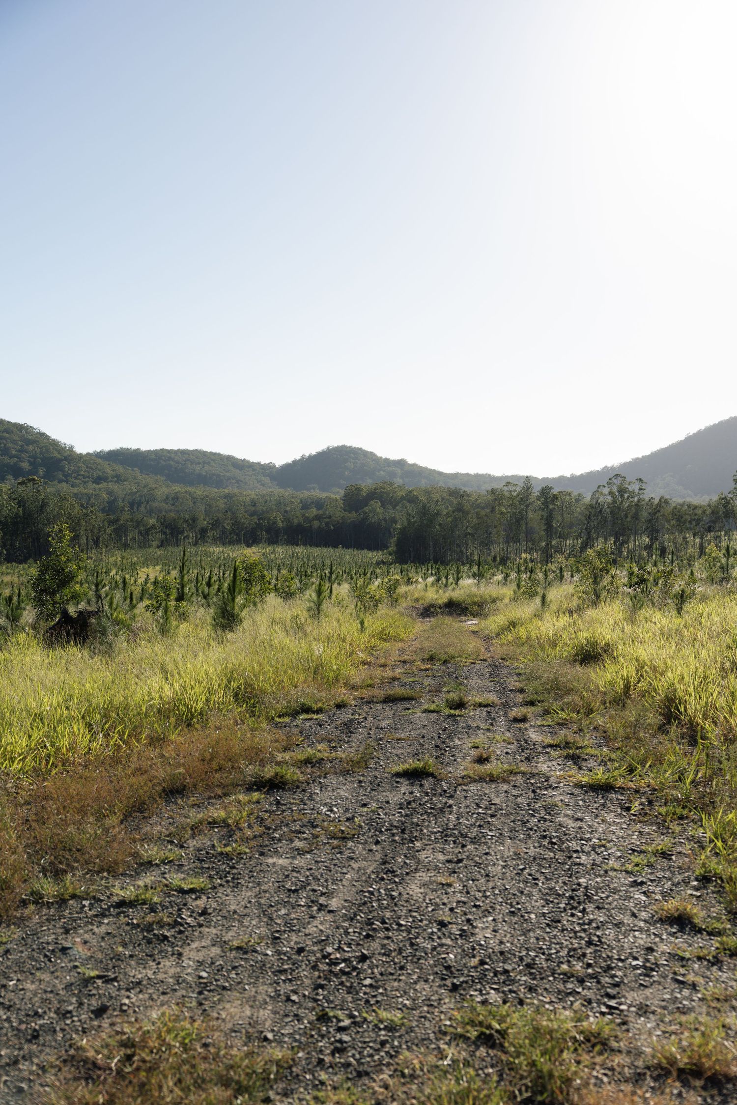 A gravel path winds through grassy fields towards distant mountains under a bright blue sky.