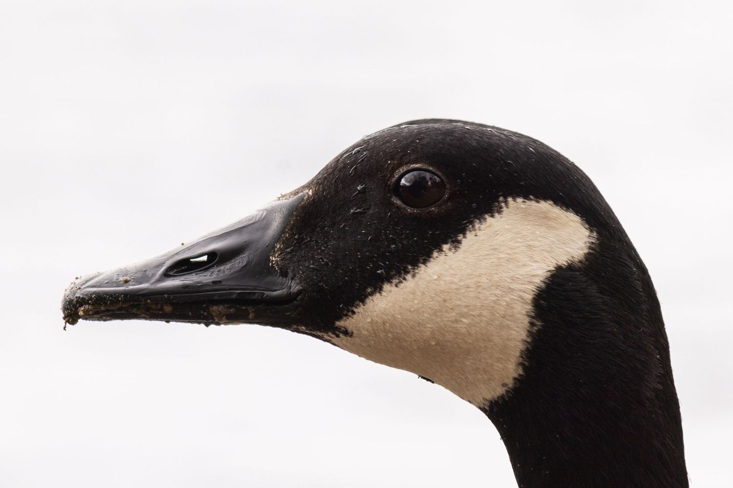 canada goose white background side profile
