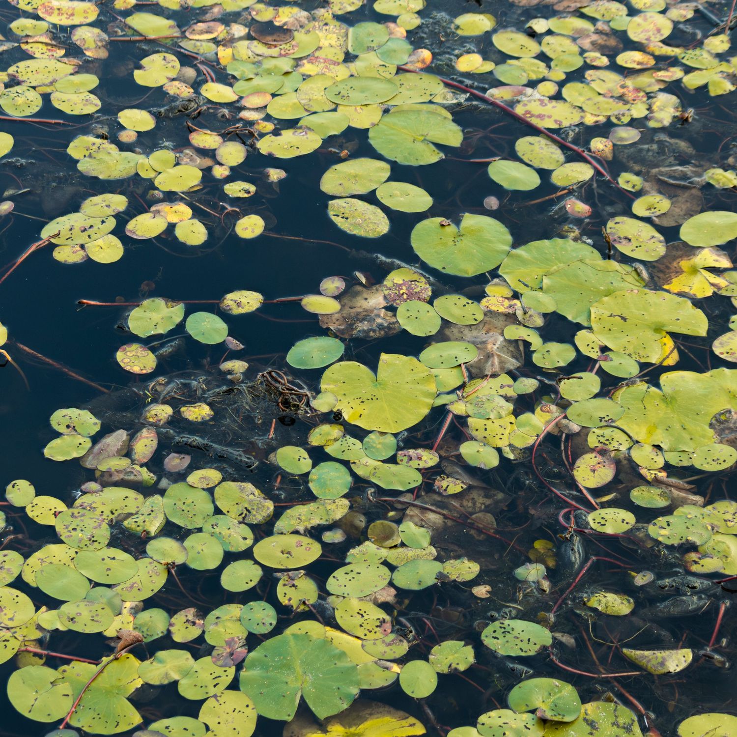 lilypads in lake