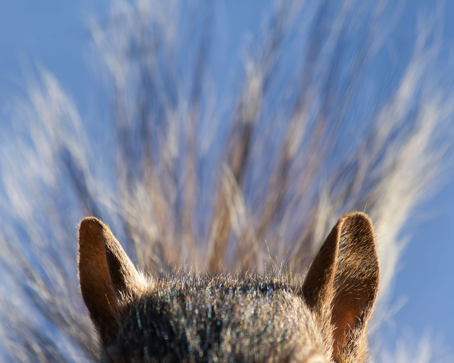 eastern gray squirrel ears with tail and blue sky