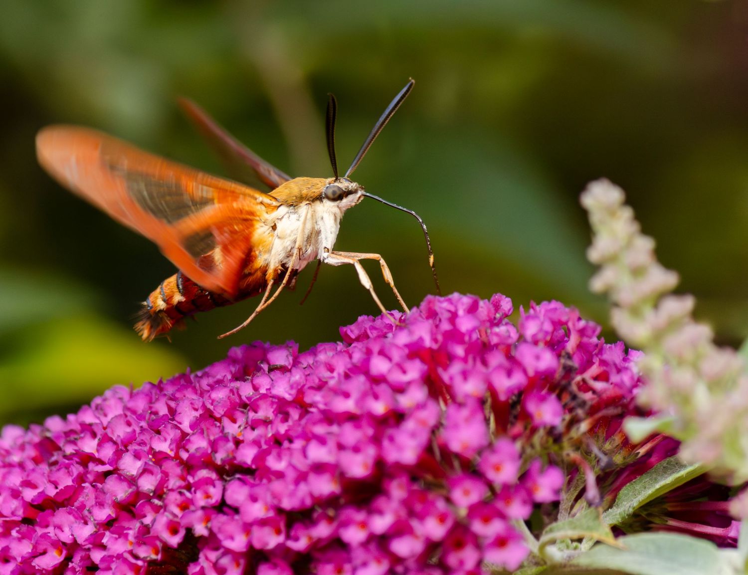 Hummingbird Clearwing Moth hovering over large pink flowers for food and nectar