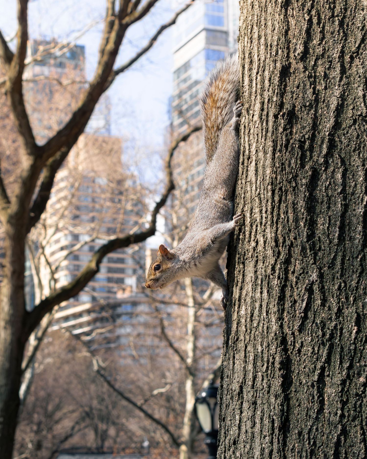 Eastern gray squirrel alert on tree with urban new york city background
