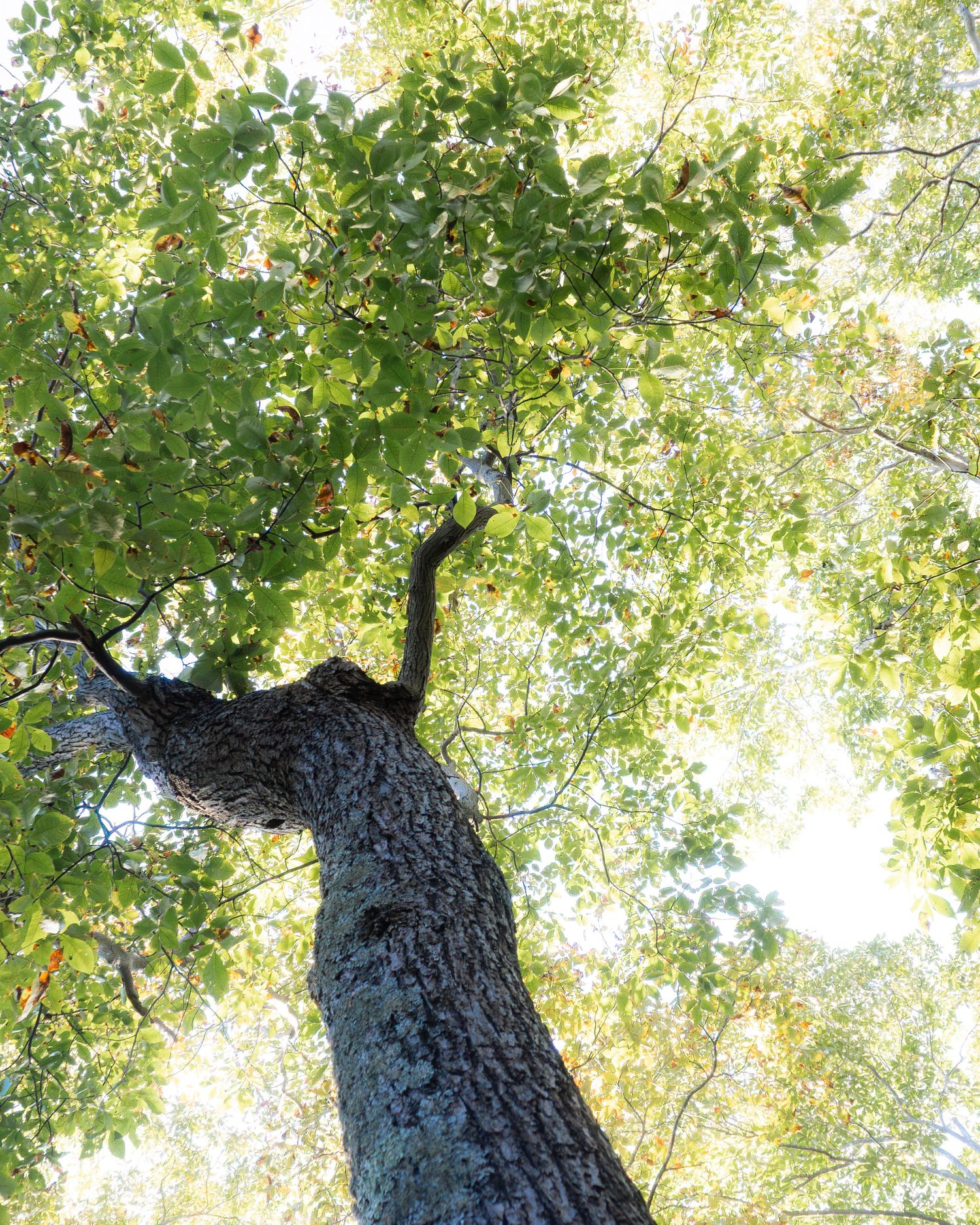 warm, dreamy view of tree canopy