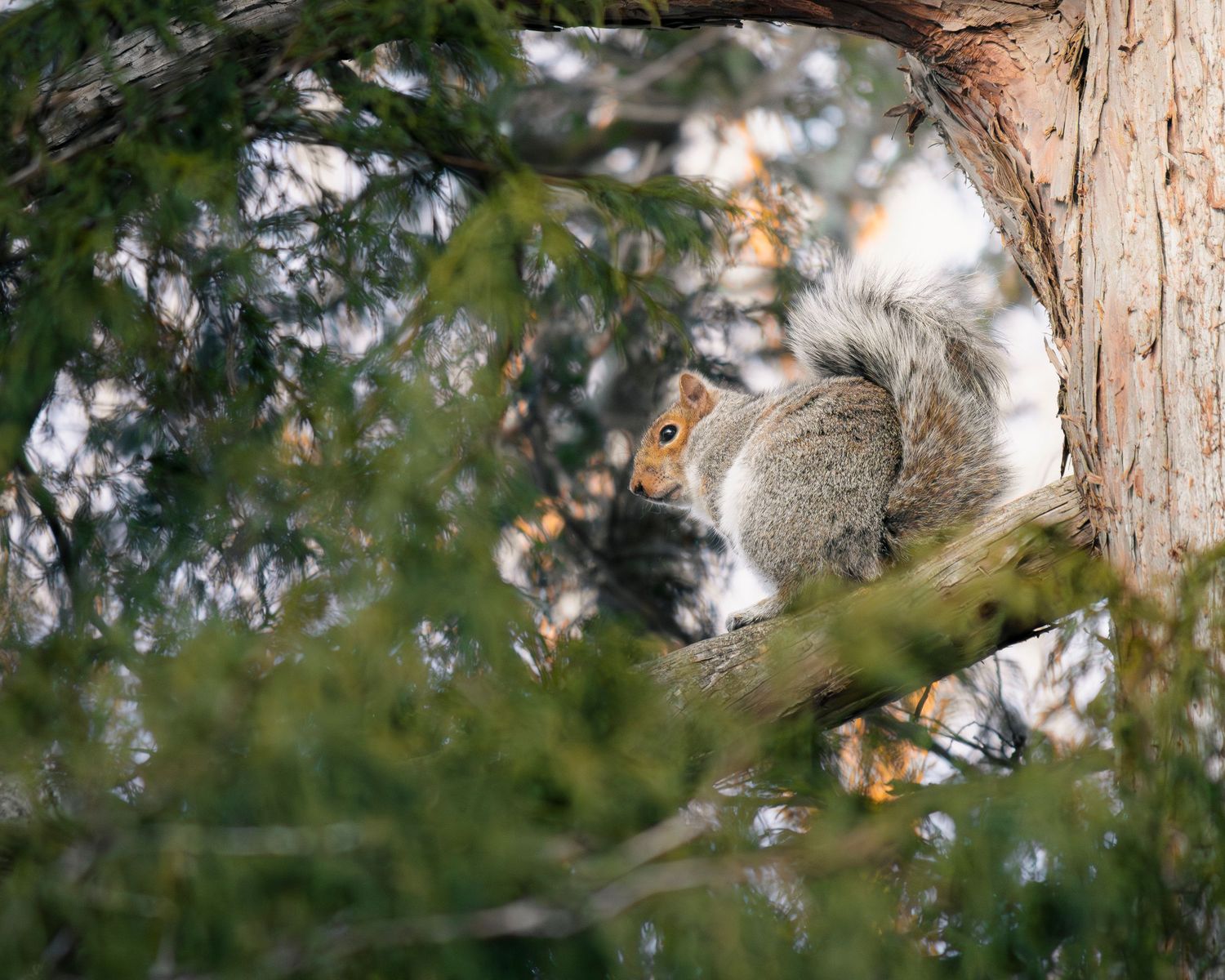 squirrel peering over shoulder with natural background