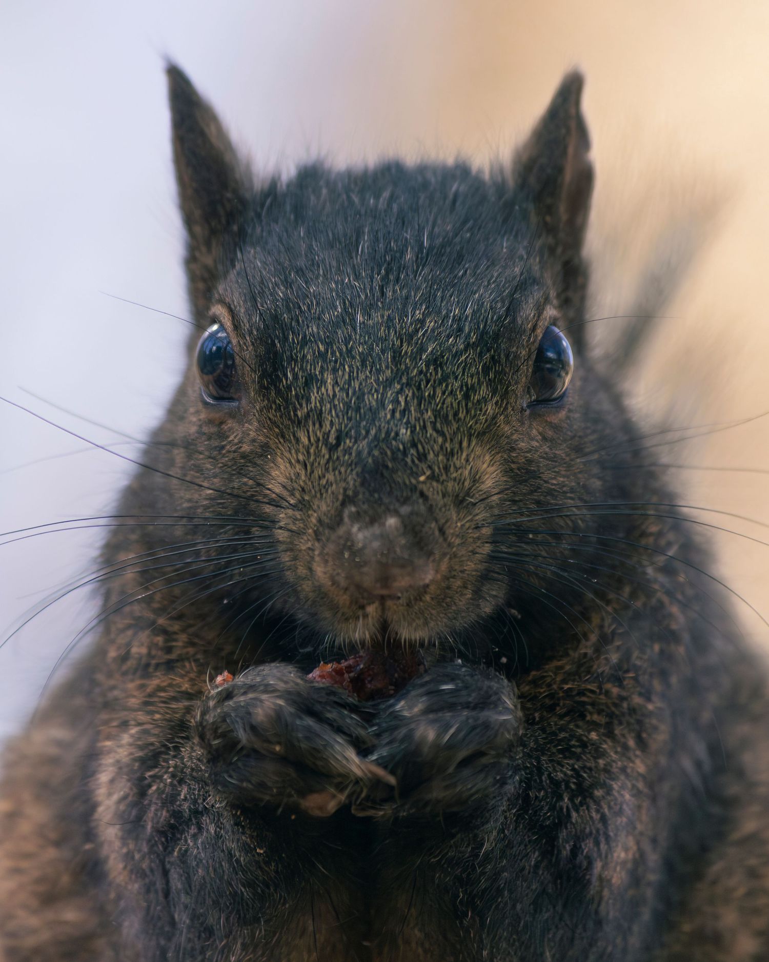 squirrel eating berries with multicolored background