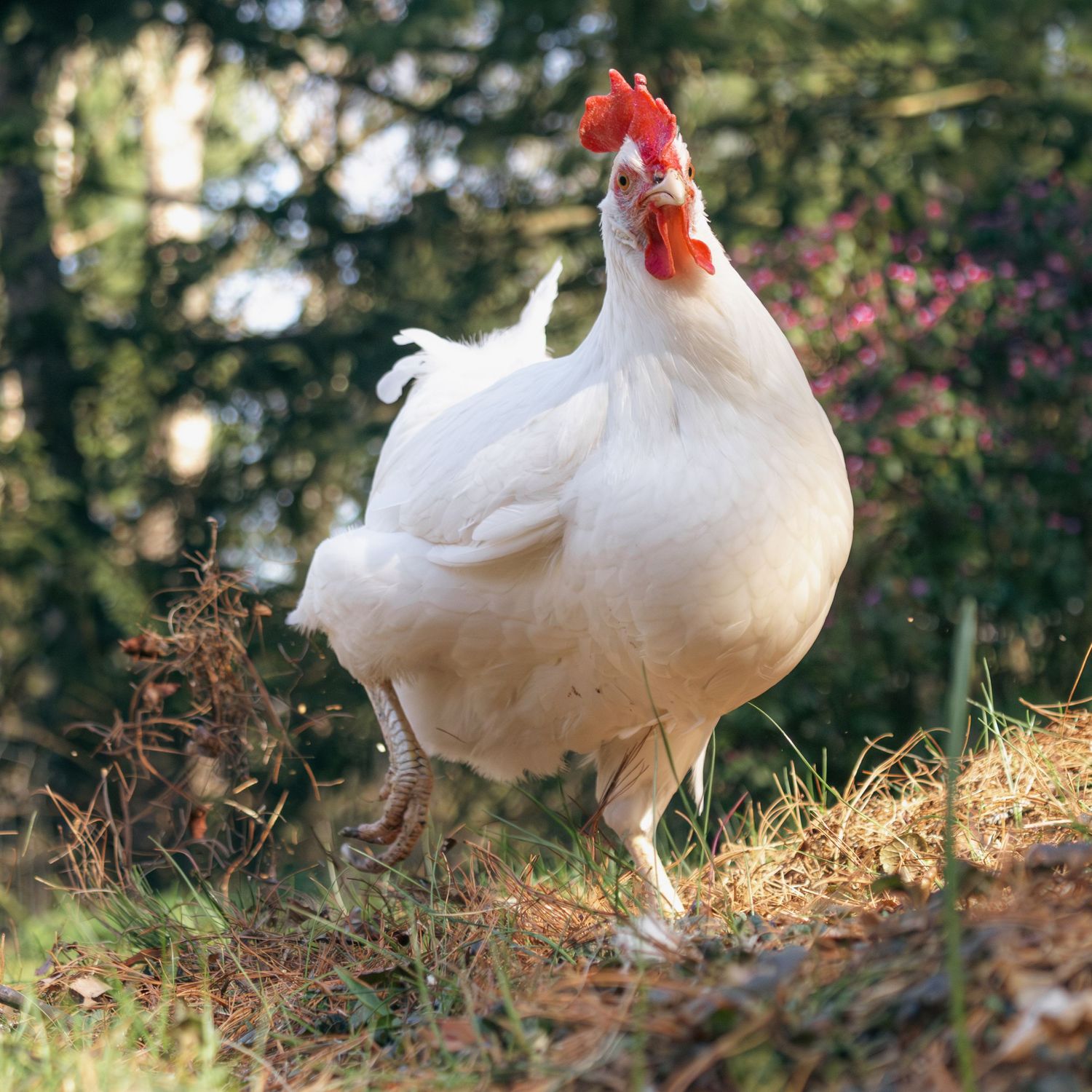 leghorn chicken hen kicking up dirt and grass in search of seeds