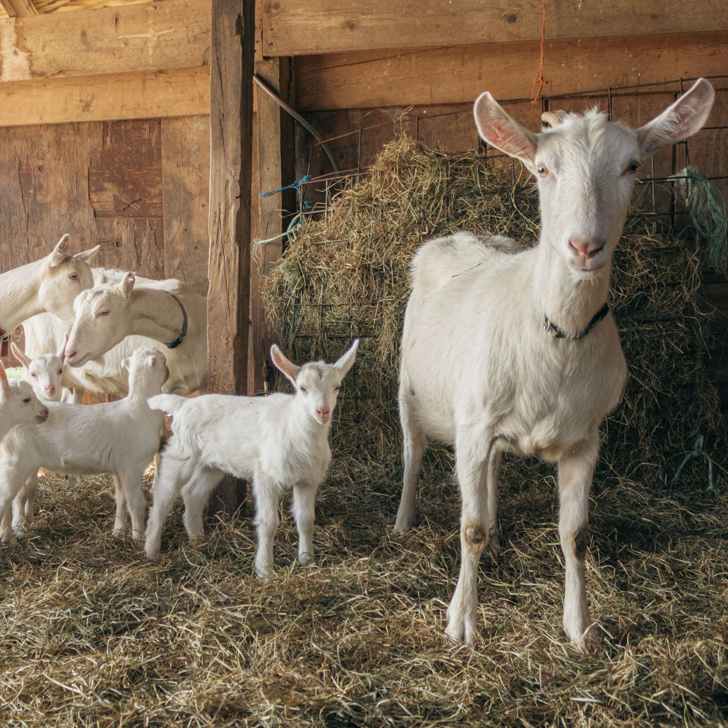 sanaan goat in barn with soft color grading