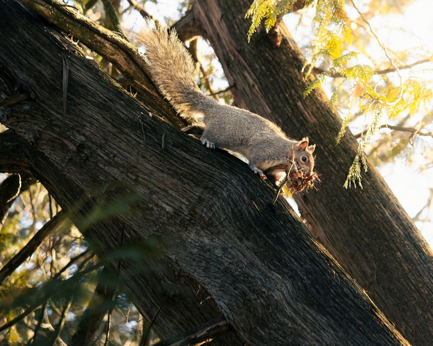 squirrel bringing leaves and materials back to nest