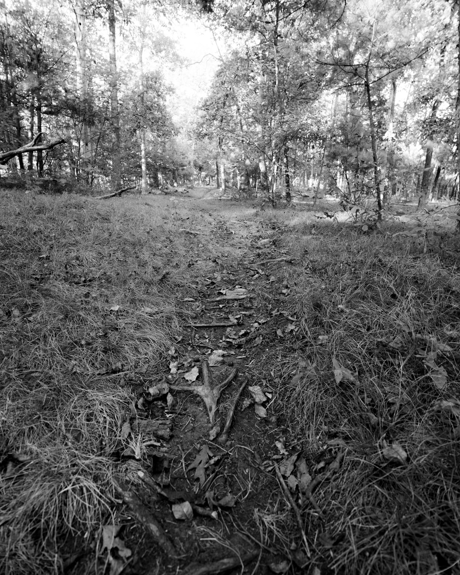 Small black and white photograph of hiking trail with tree roots on path