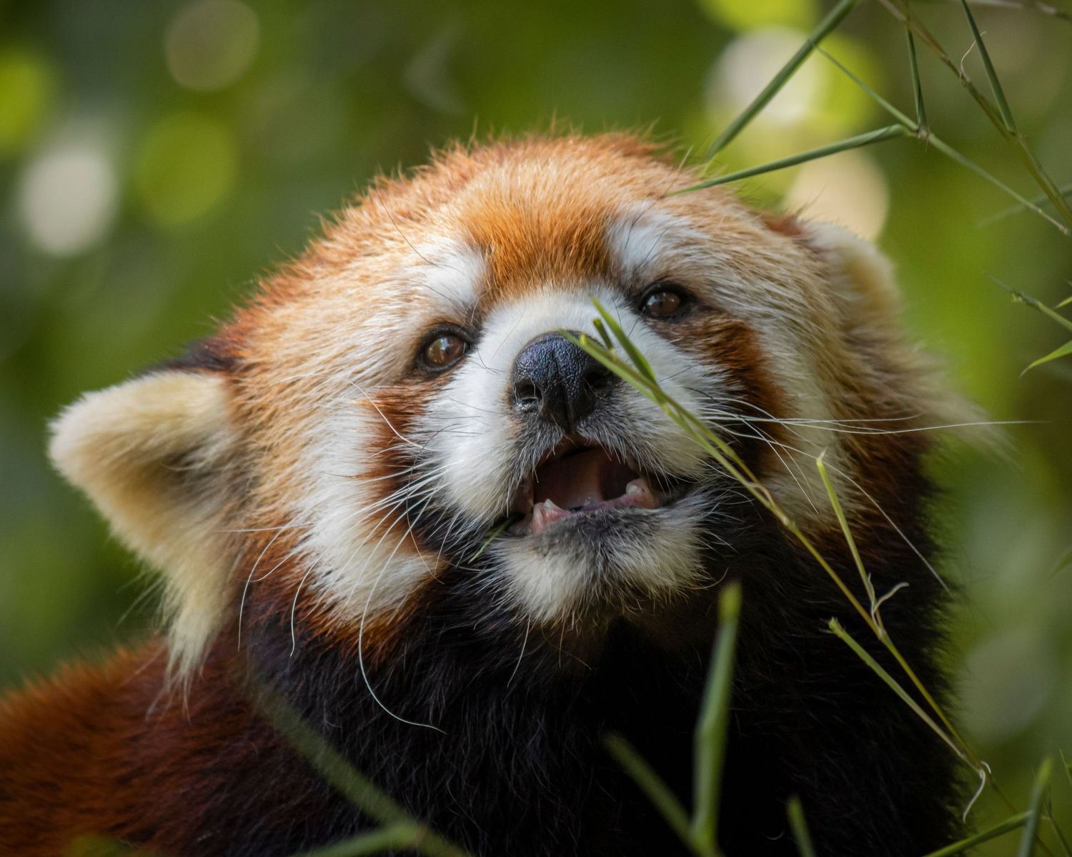 red panda with mouth open behind plants