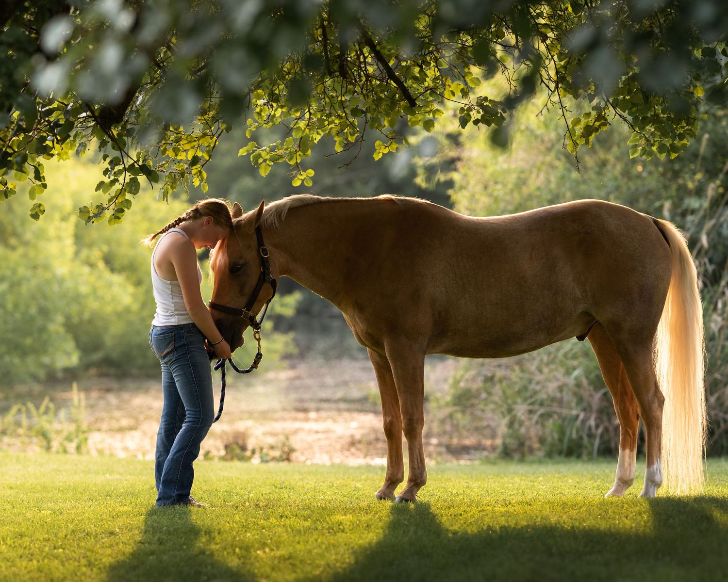 Horse and girl backlit photo, equine photography