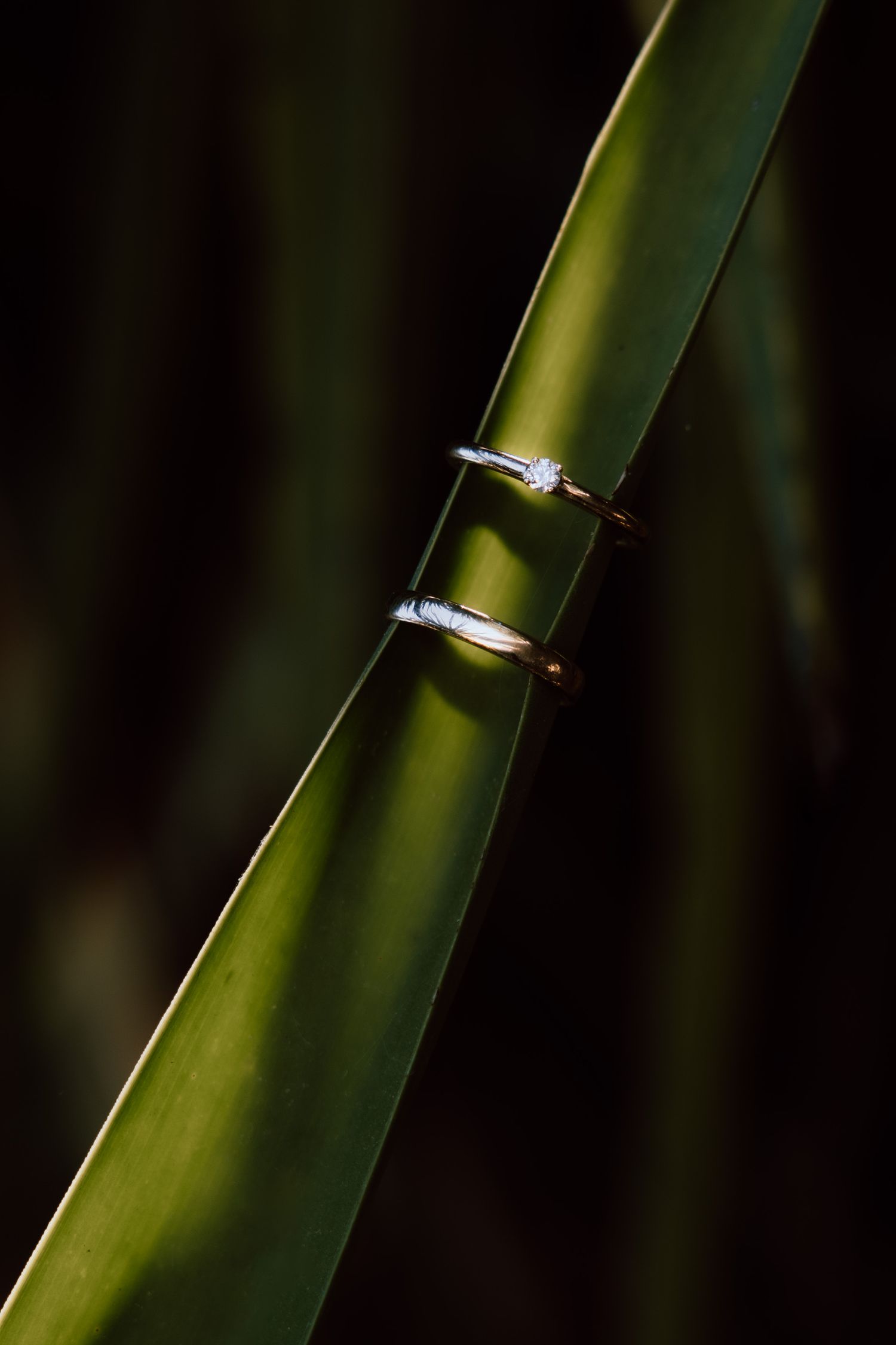 Details van de trouwdag, de ringen om een blad