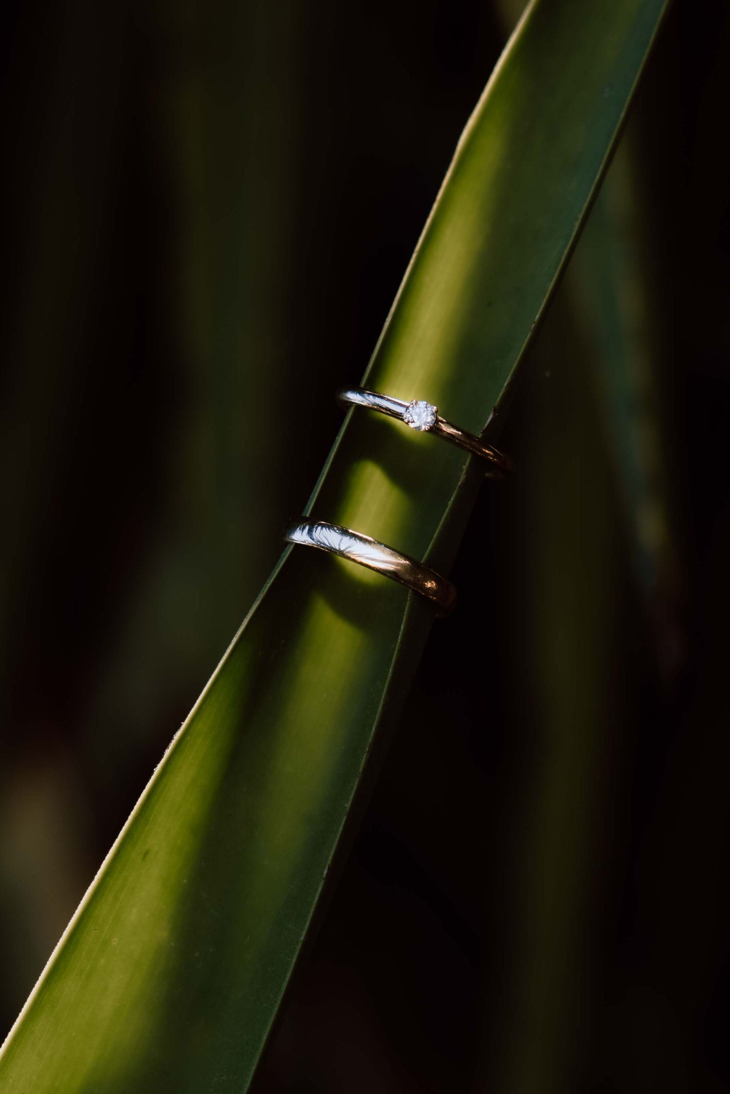 Twee trouwringen die om een blad van een palmboom zitten