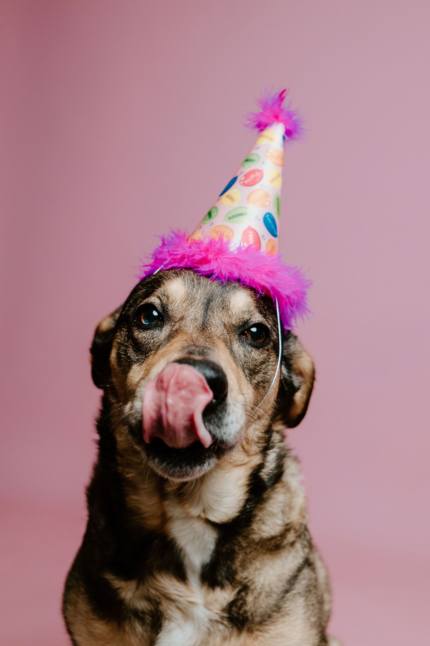 Cute dog wearing a pink and colorful polka dot birthday party hat licking its nose on pink background.