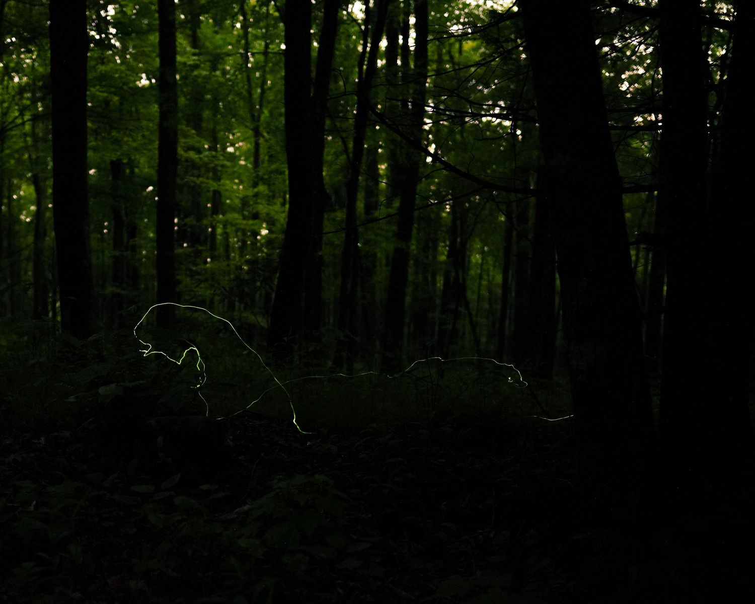 Fireflies glowing in a dark, dense forest at night with tall trees and lush green foliage.