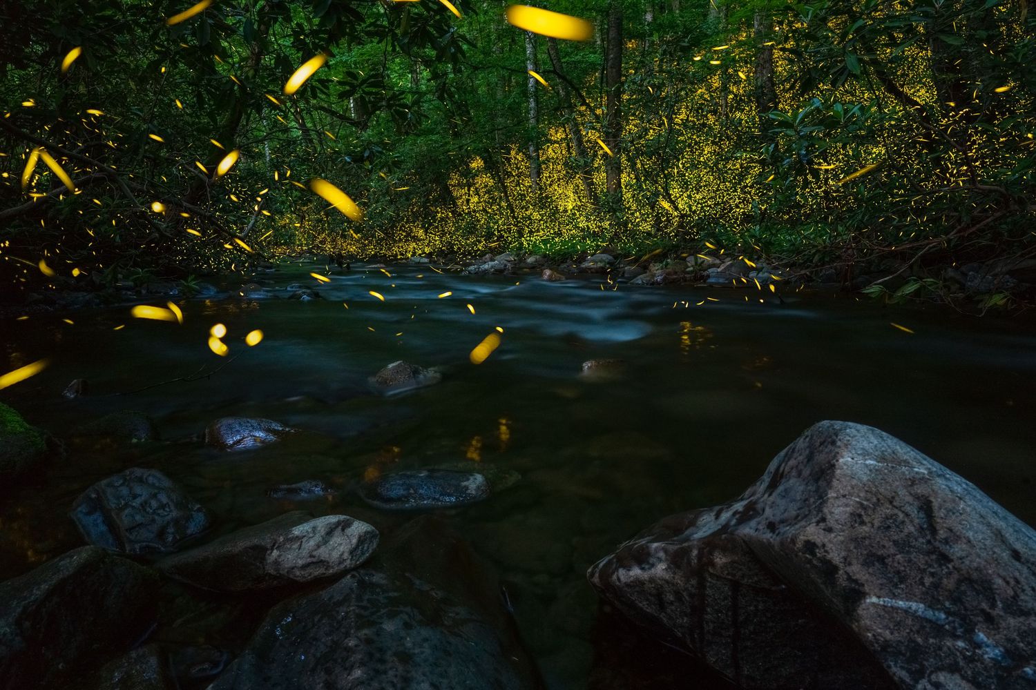 Synchronous fireflies glowing over a serene forest creek at night, with rocks and lush green trees reflecting in the calm water.