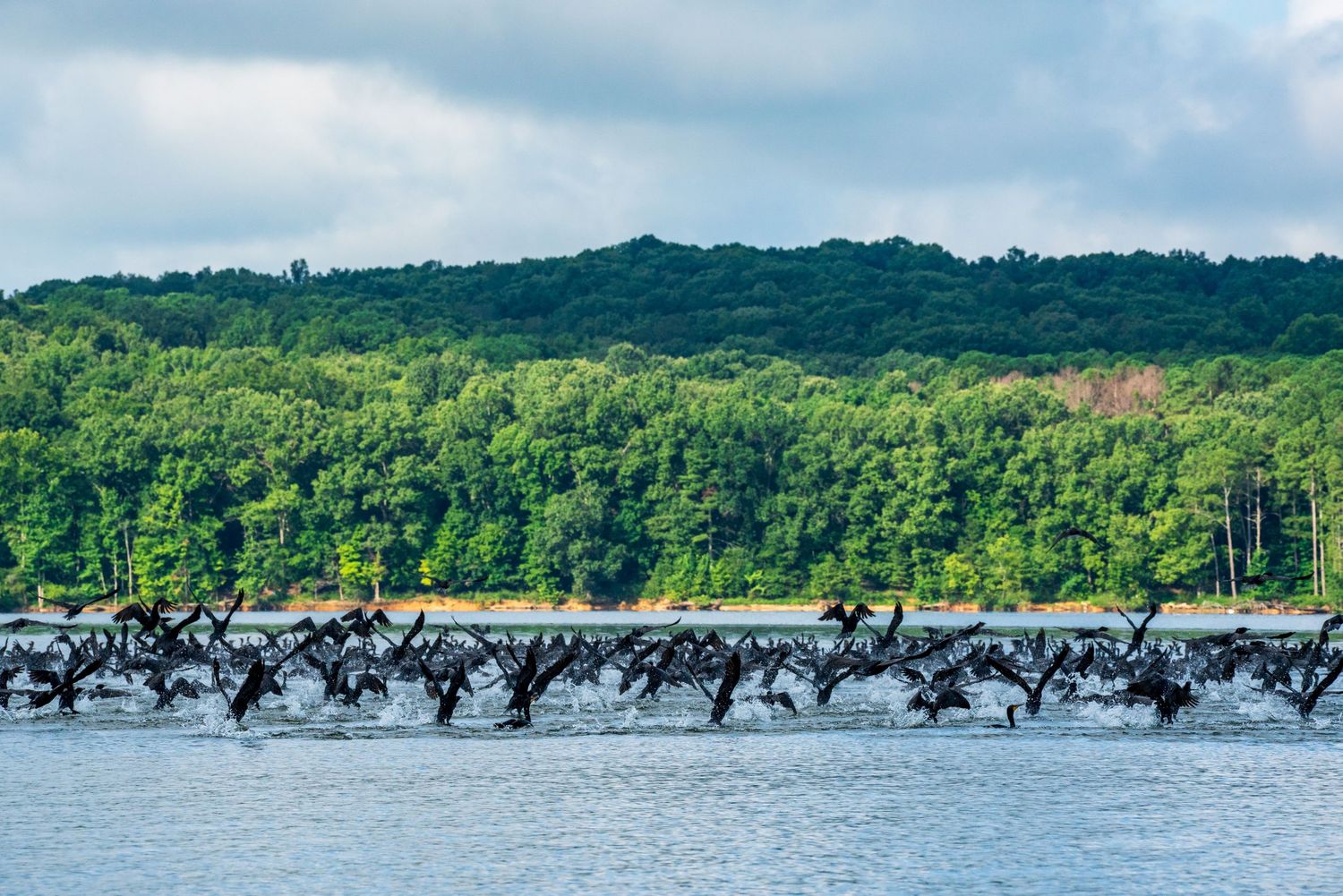 Large flock of cormorants taking flight over calm lake with forested hillside in Western Kentucky.