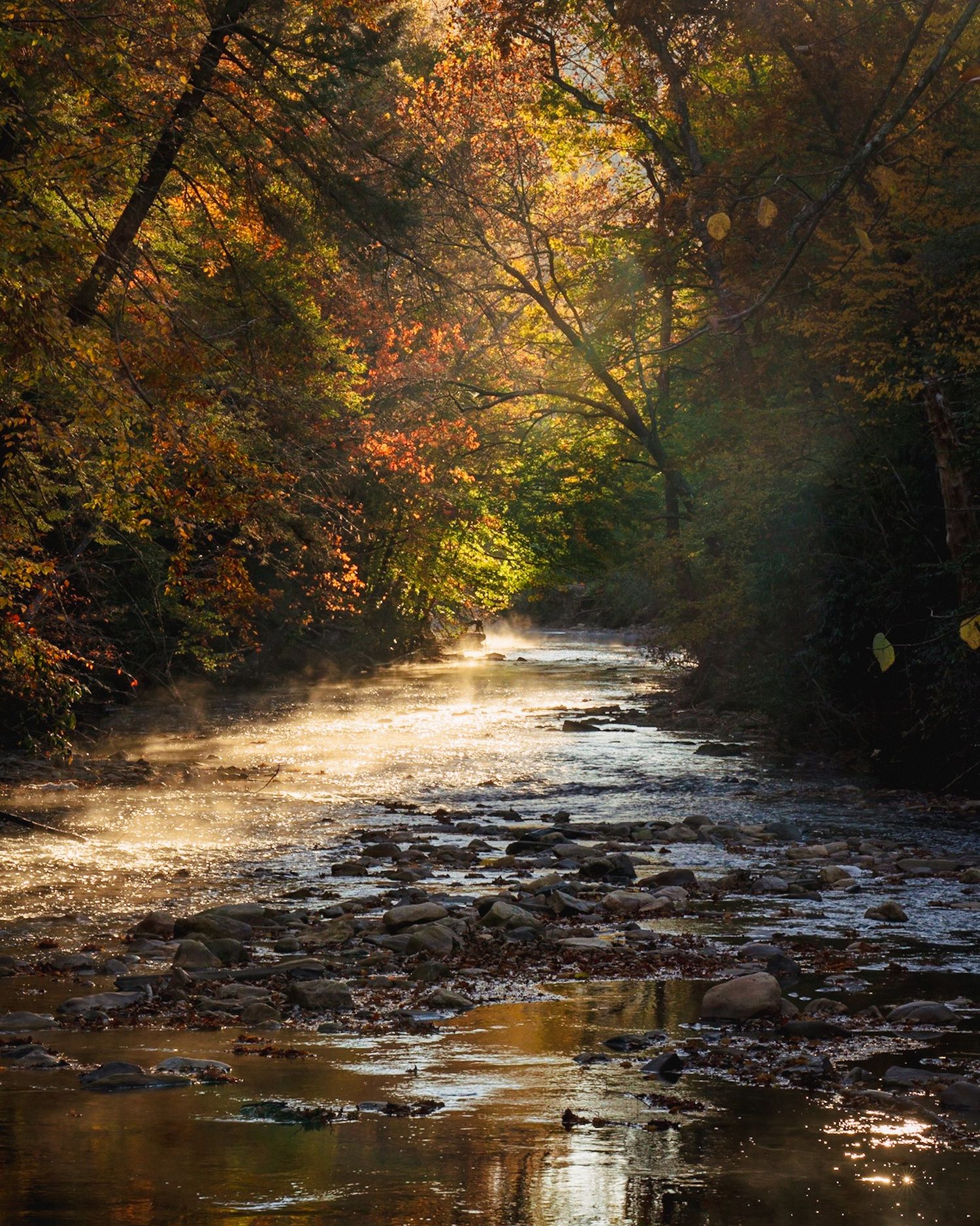 Davidson River, Pisgah National Forest, at golden hour, on a serene fall day.