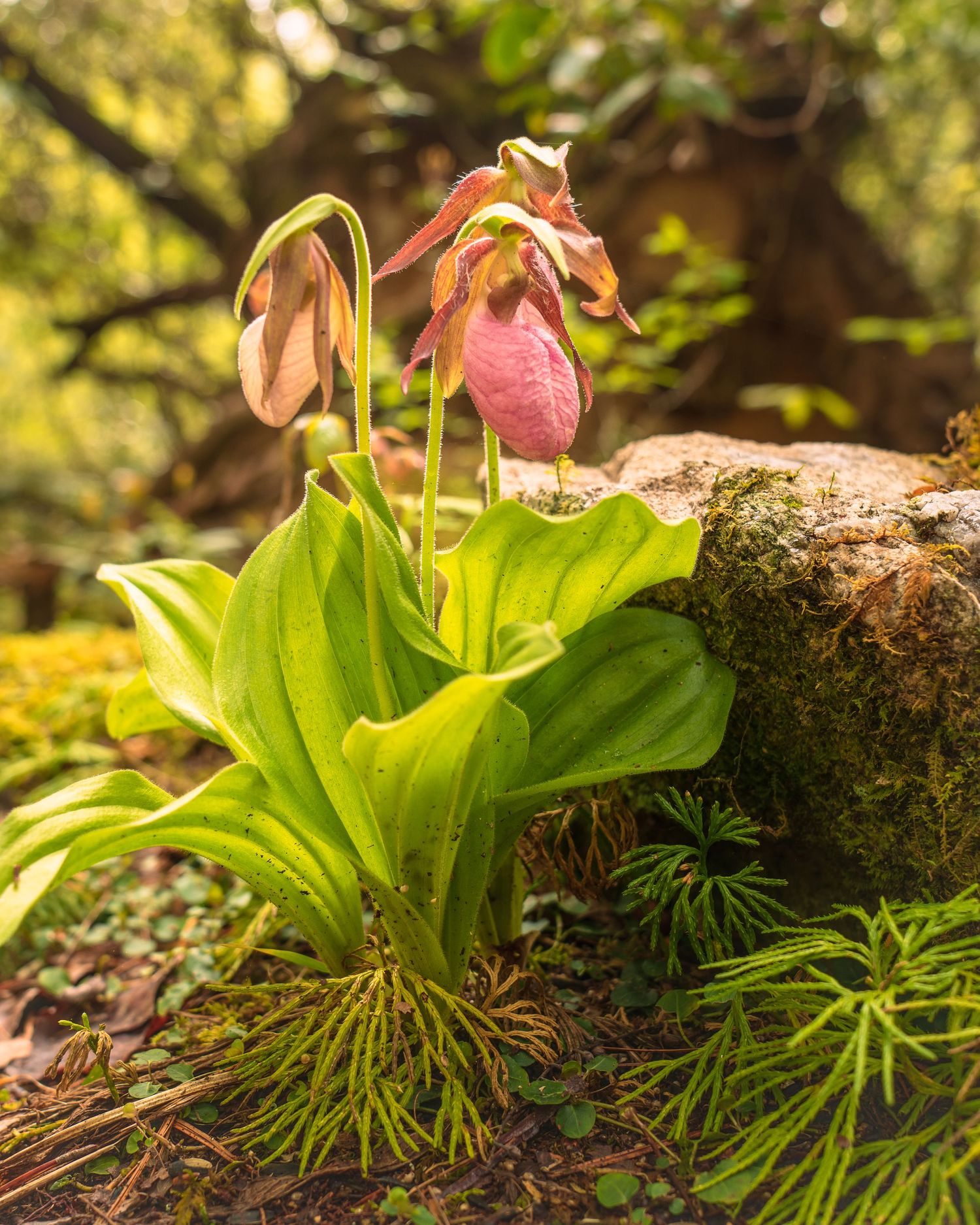 Pink lady slipper wildflower orchid blooming among green leaves beside a mossy rock in a forest setting.