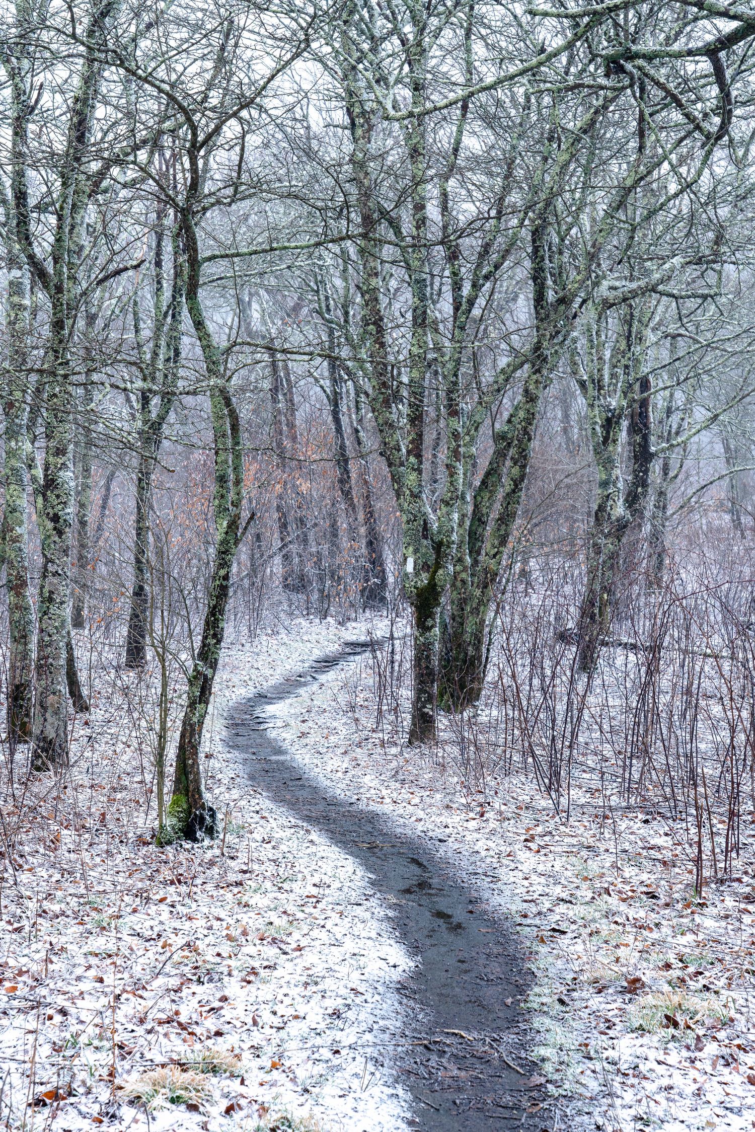 Winding snowy forest path through bare winter trees dusted with light snow.