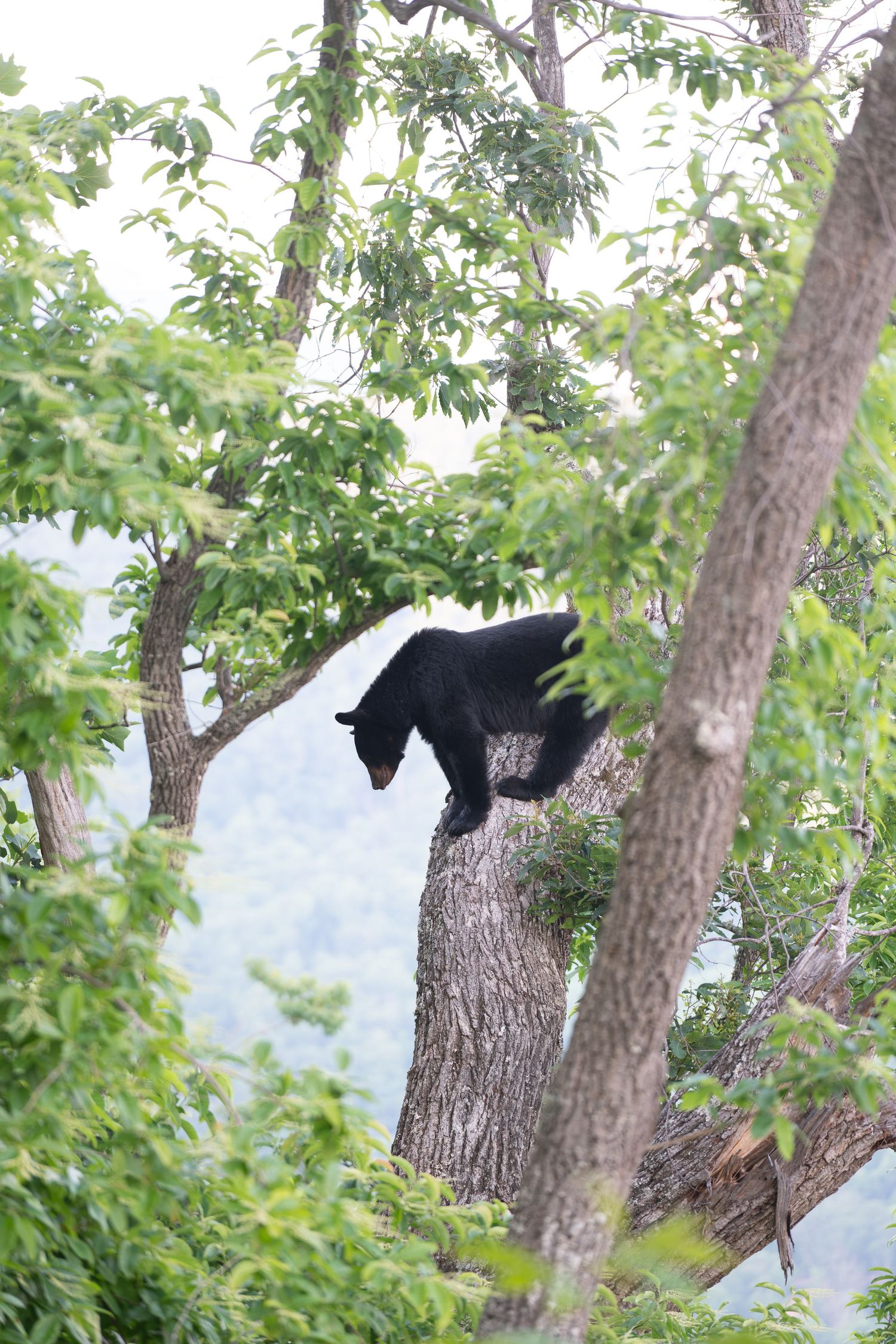 Mother black bear in a tree looking down, with Blue Ridge Mountains in the backgroun.