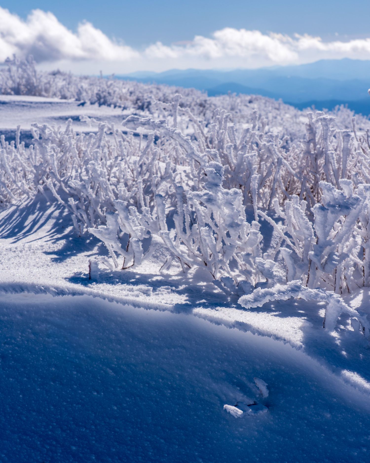 Aerial view of snow-covered frost-encrusted shrubs on a mountain summit under blue skies.