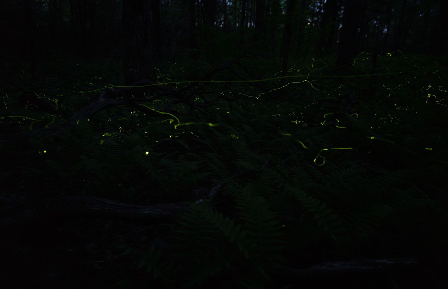Fireflies glowing in a dark forest at night, creating a magical display of bioluminescent light among trees and ferns.