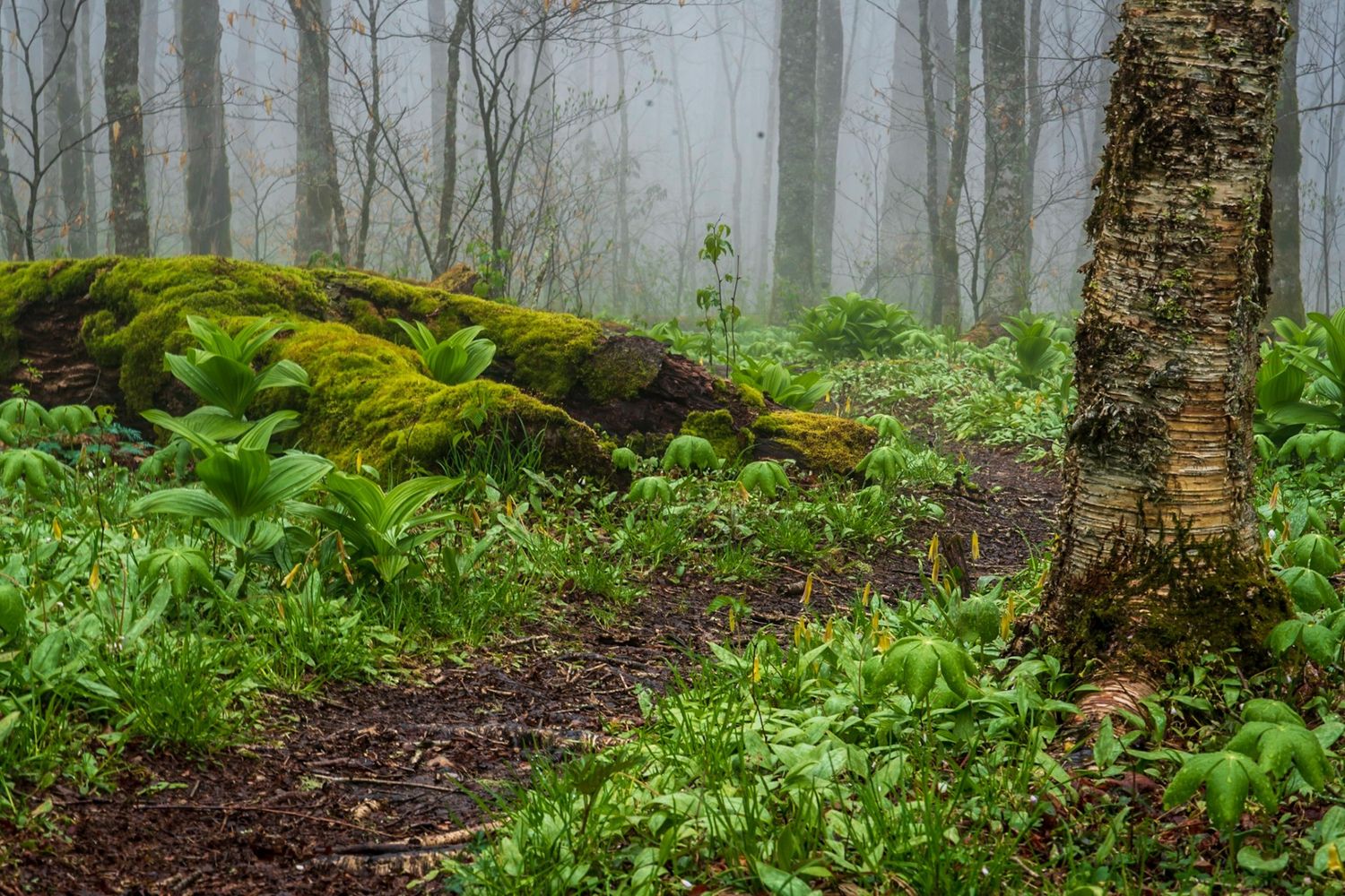 Middle Prong Wilderness forest floor on a misty spring day, with mossy trees and false hellebores, and a winding trail.