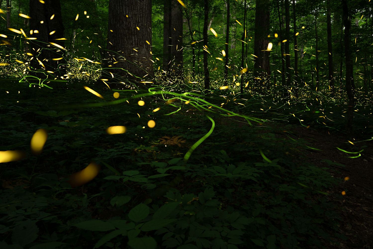 Long-exposure photo of synchronous fireflies creating golden light trails in a dark forest and blue ghost trails as well.