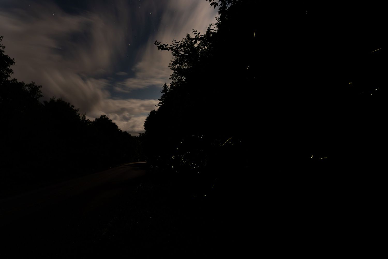 Dark silhouetted trees line a shadowy road at night with dramatic cloudy sky illuminated by moonlight.