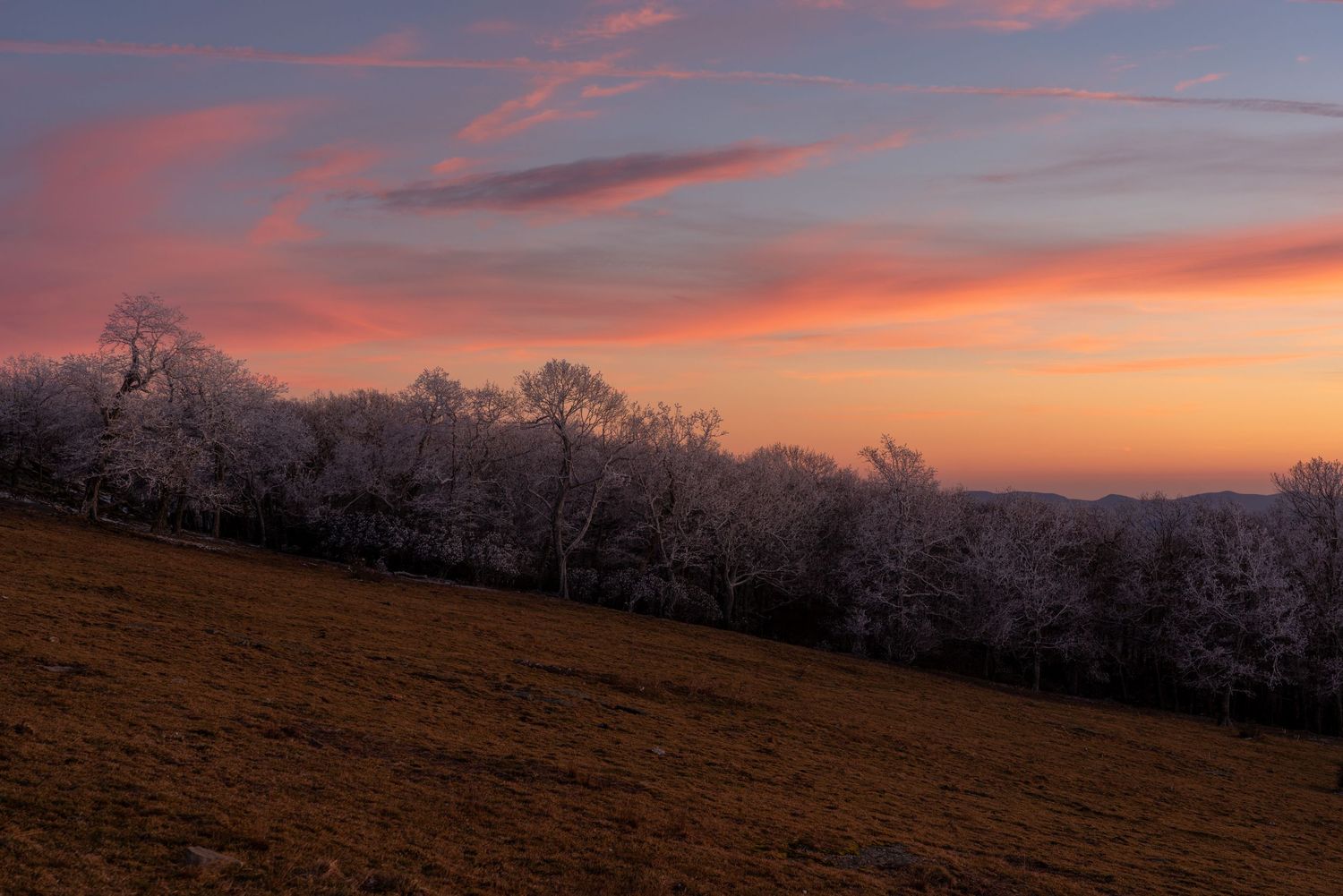 Frost-covered trees silhouetted against a vibrant pink and orange sunset sky over a golden hillside meadow.